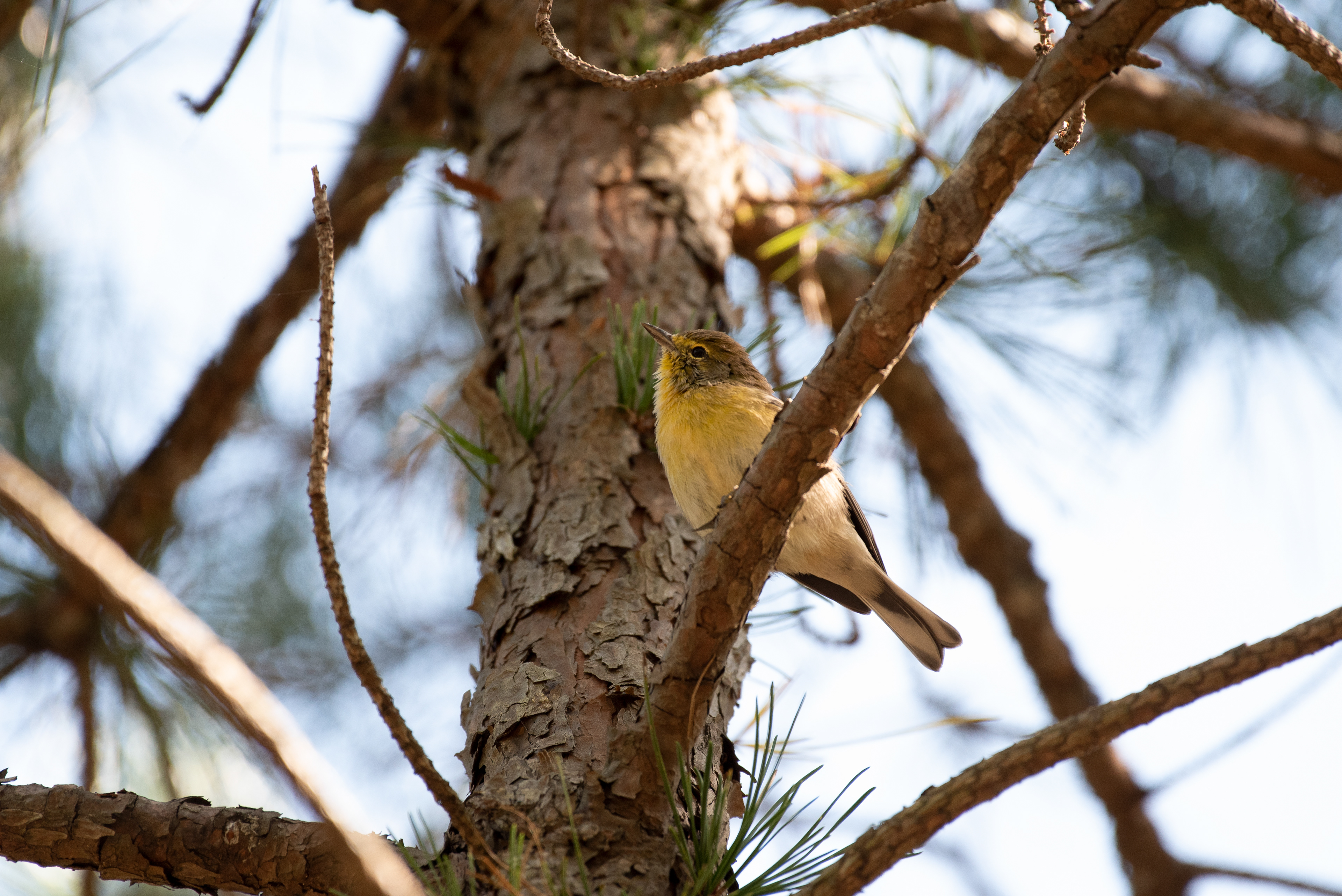 Pine Warbler Sept 20, 2020 Franklin Parker Preserve, NJ USA