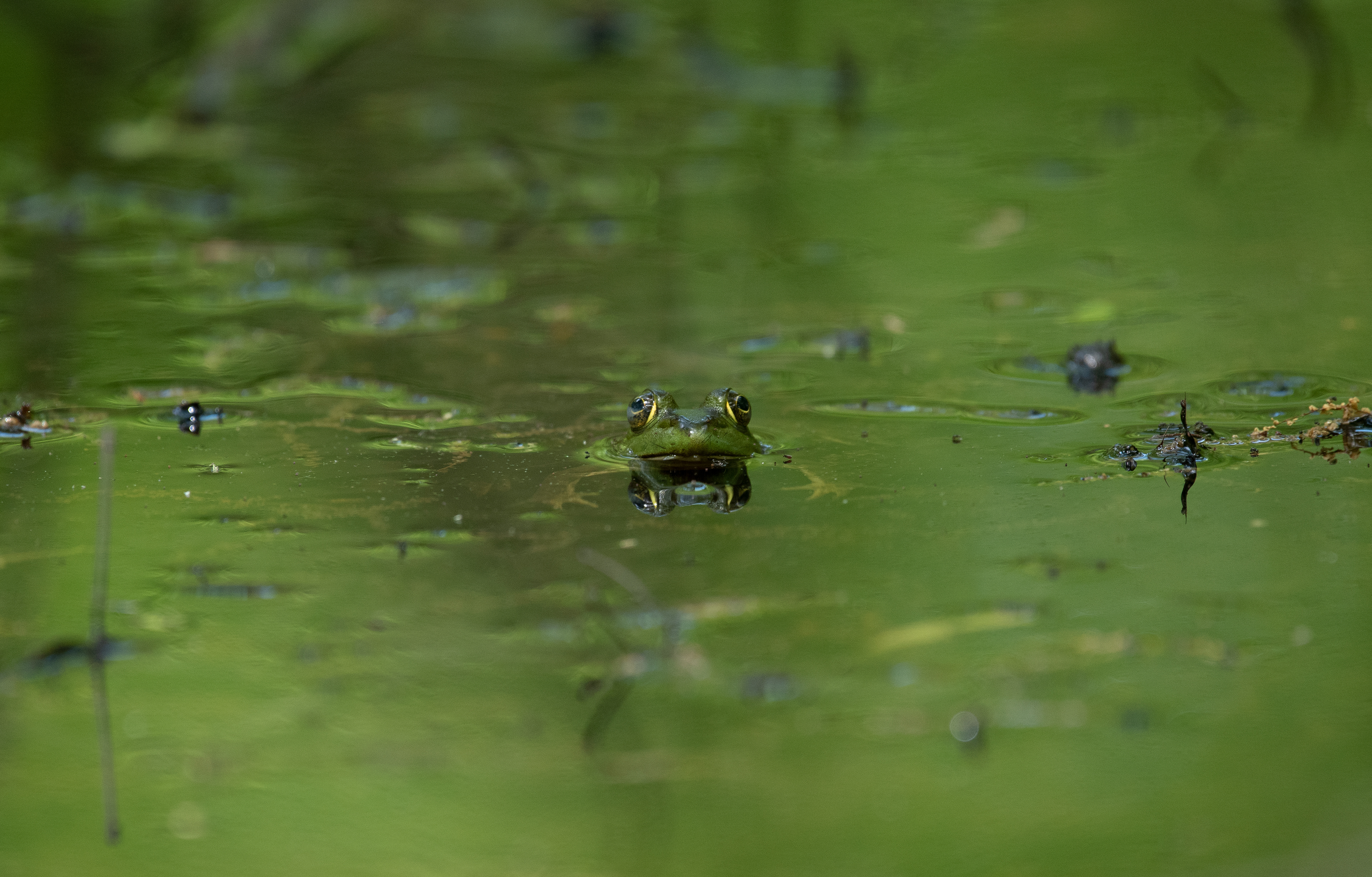 Green Frog May 24, 2020 Lord Stirling Park, NJ USA