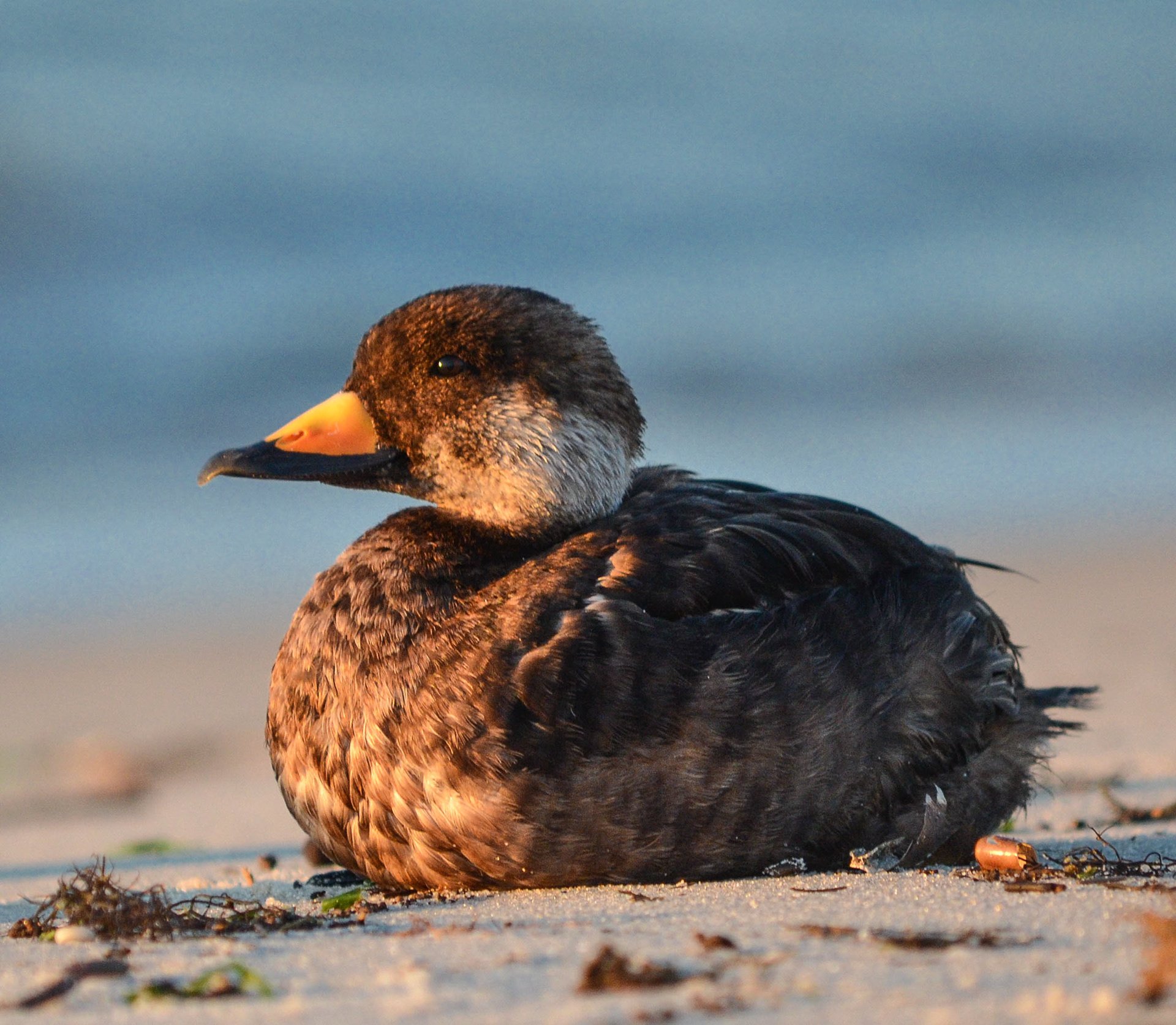 Black Scoter Oct 17, 2014 Cape May, NJ USA
