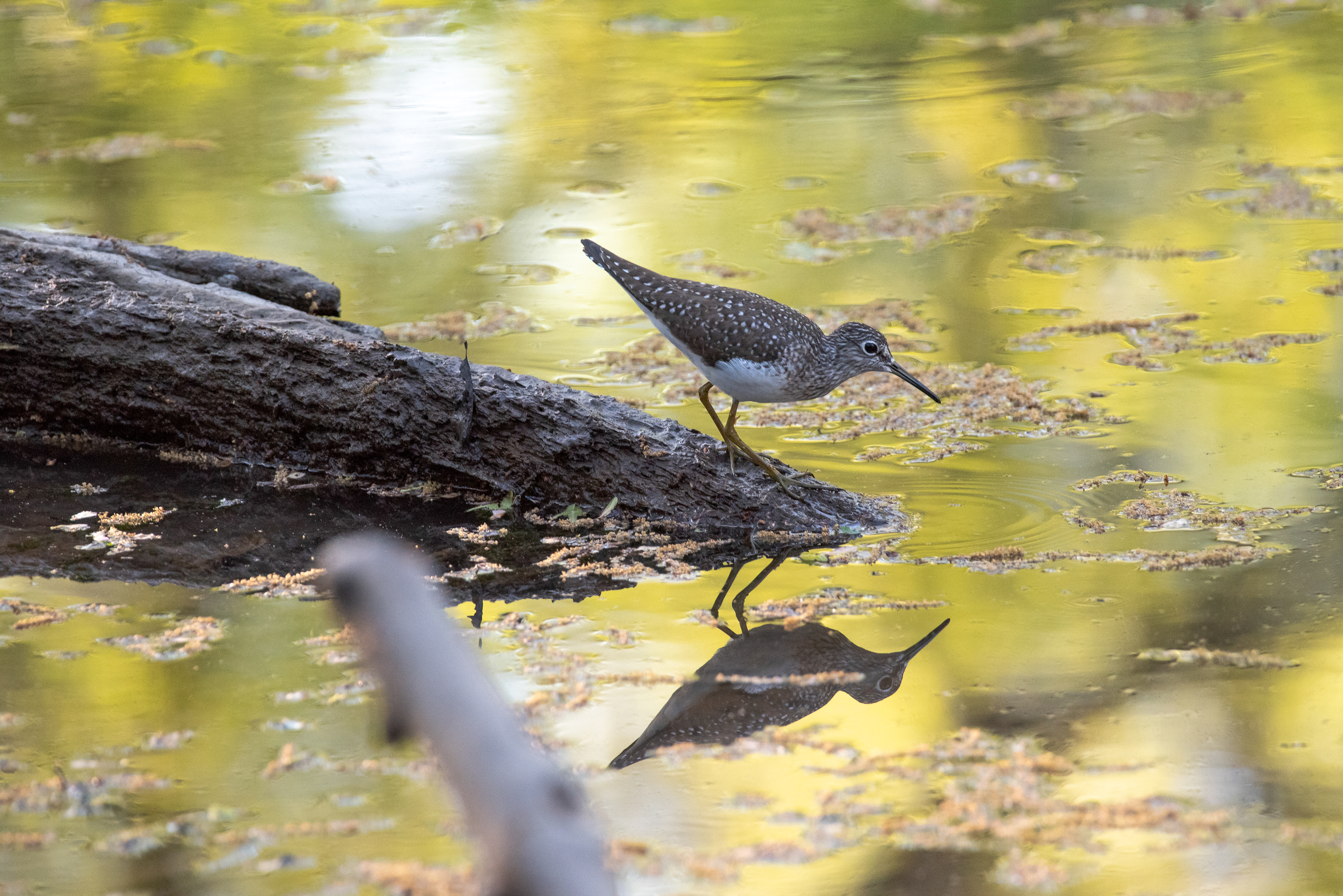Solitary Sandpiper Apr 30, 2025 Parsippany, NJ USA