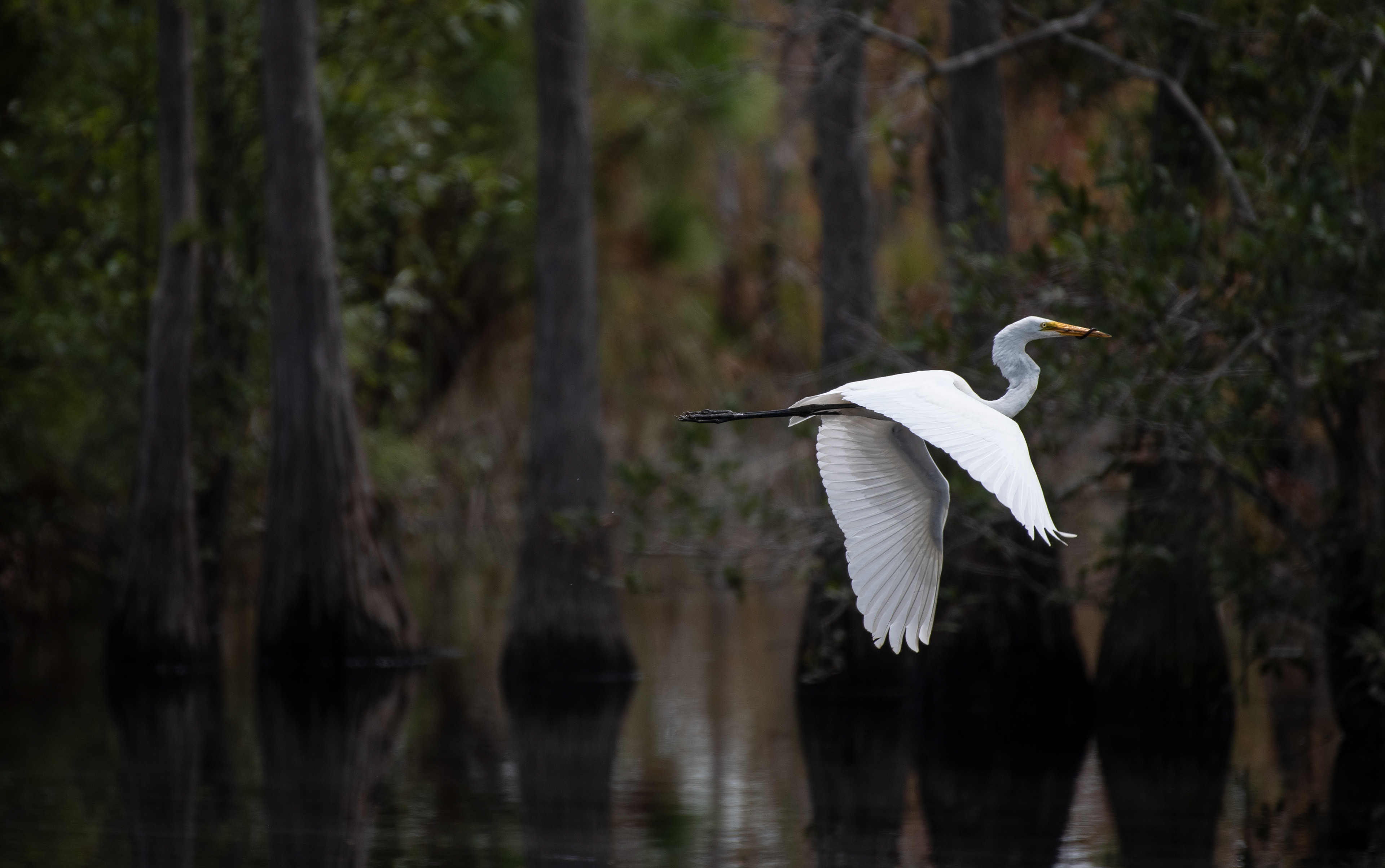 Great Egret Aug 21, 2021 Stephen C Foster State Park, GA USA