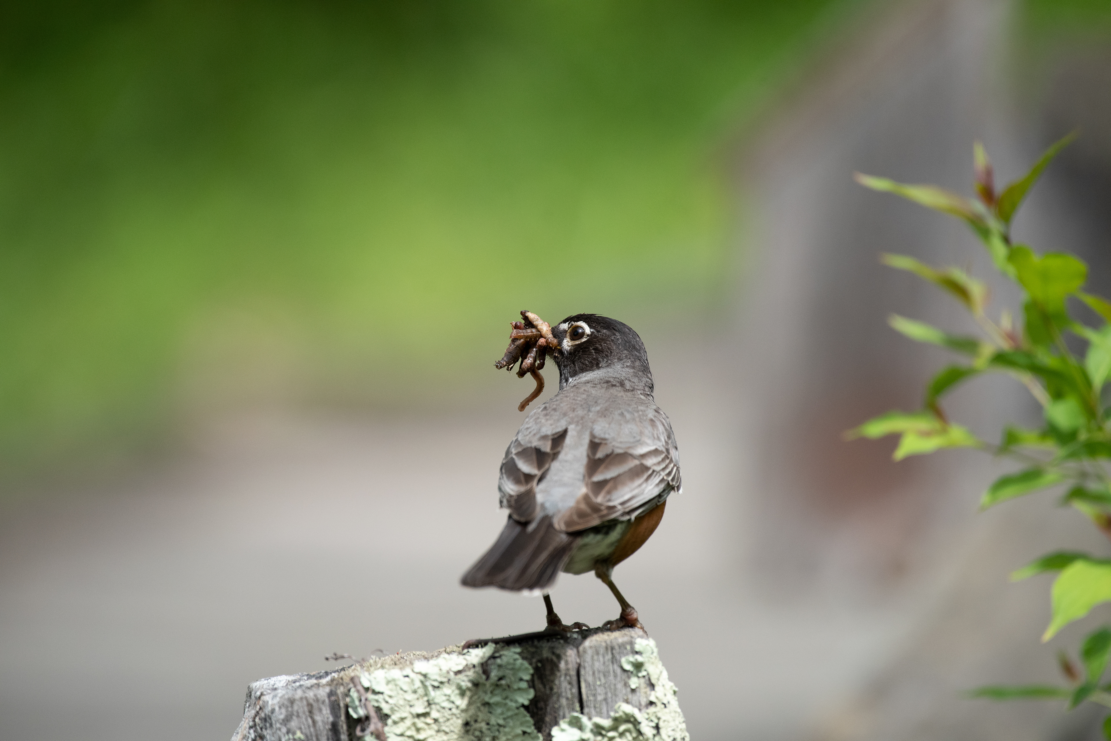 American Robin May 24, 2020 Lord Stirling Park, NJ USA