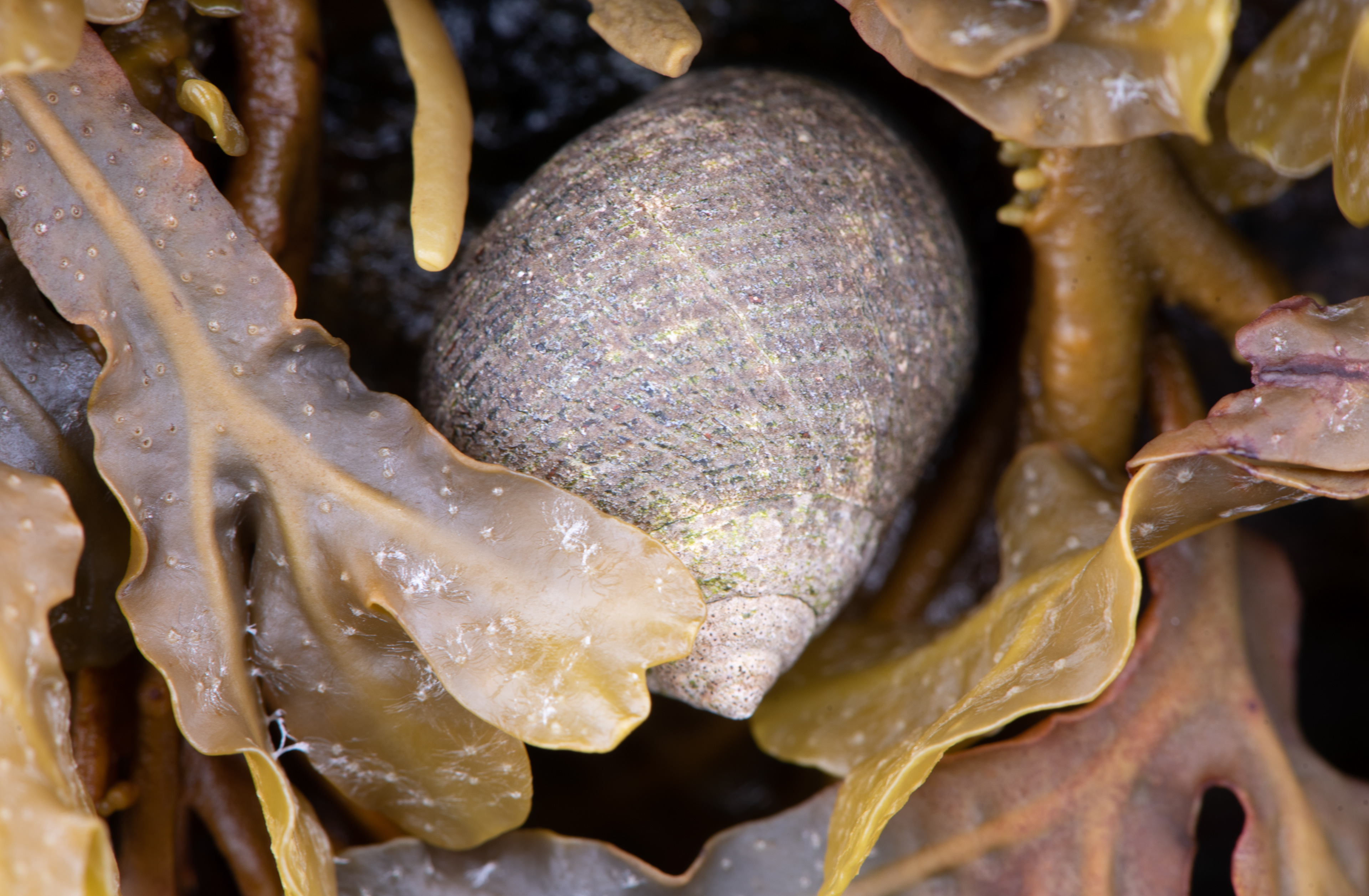 Common Periwinkle Sept 6, 2021 Bristol, ME USA