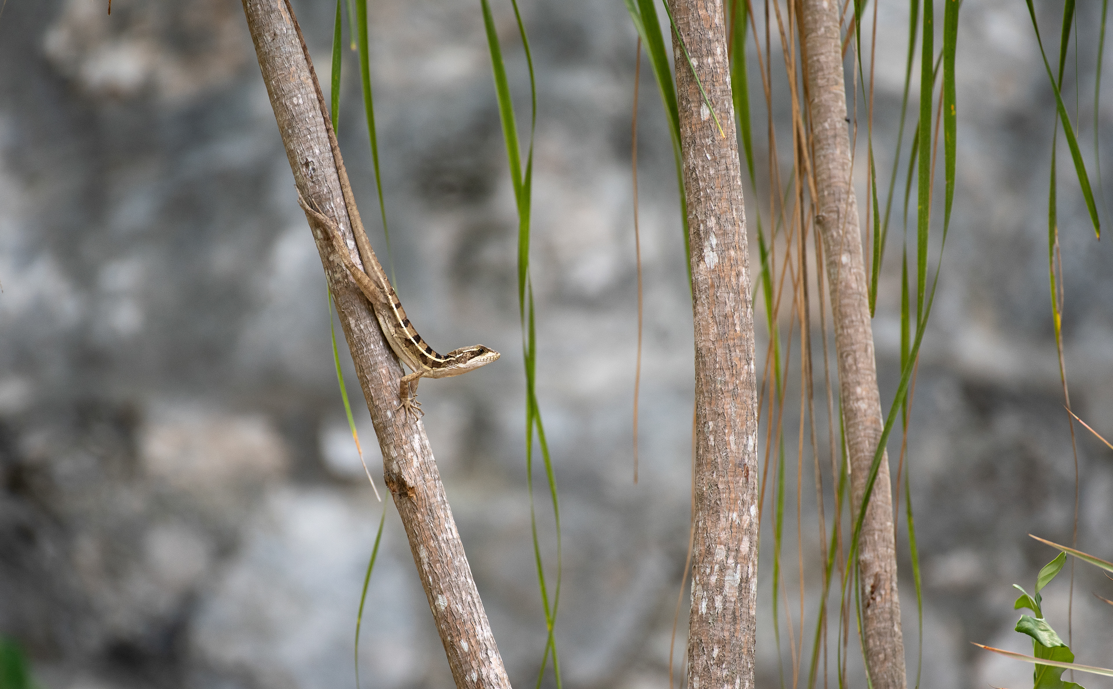 Brown Basilisk Aug 11, 2019 Solidaridad, MX