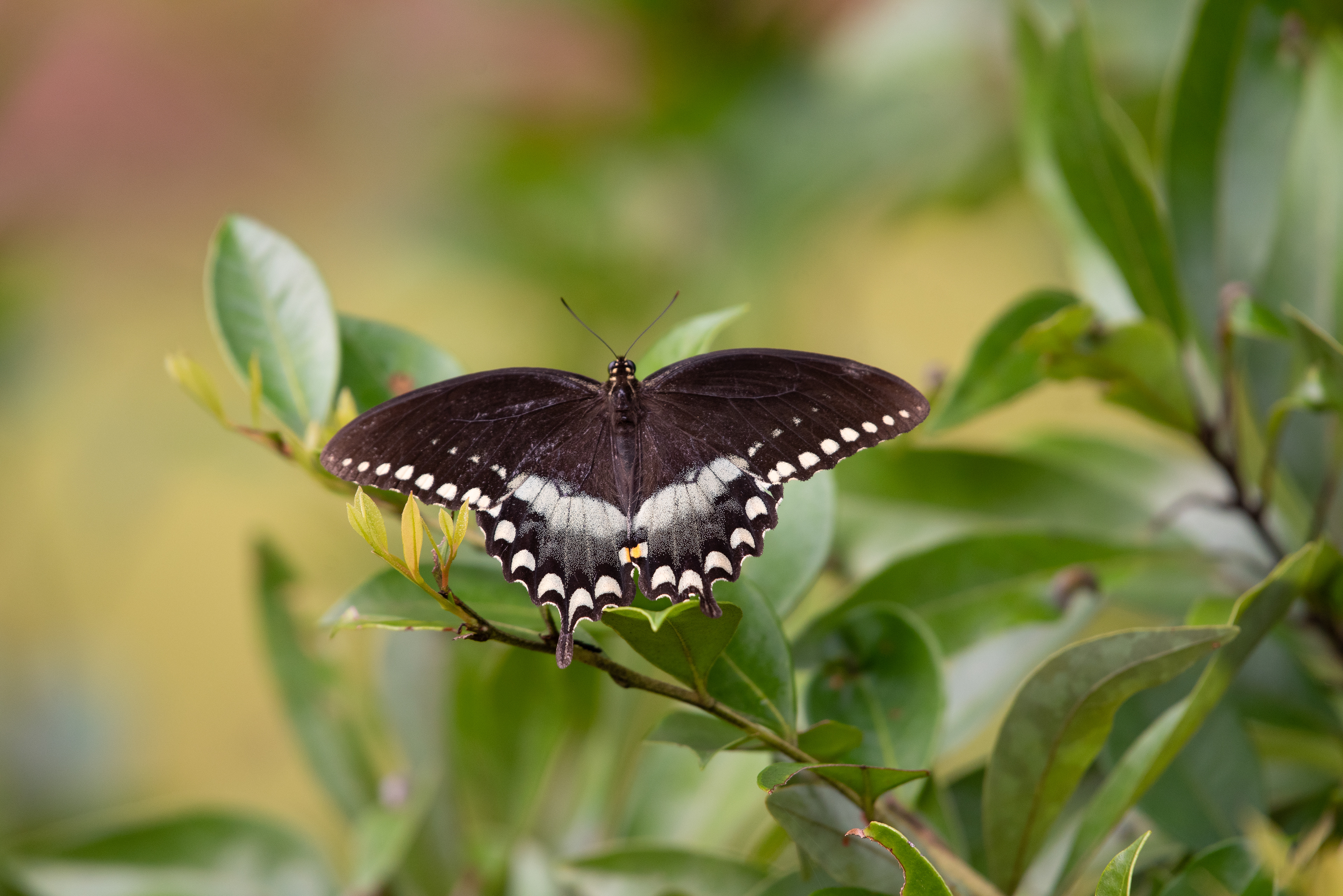 Spicebush Swallowtail Aug 21, 2021 Stephen C Foster State Park, GA USA