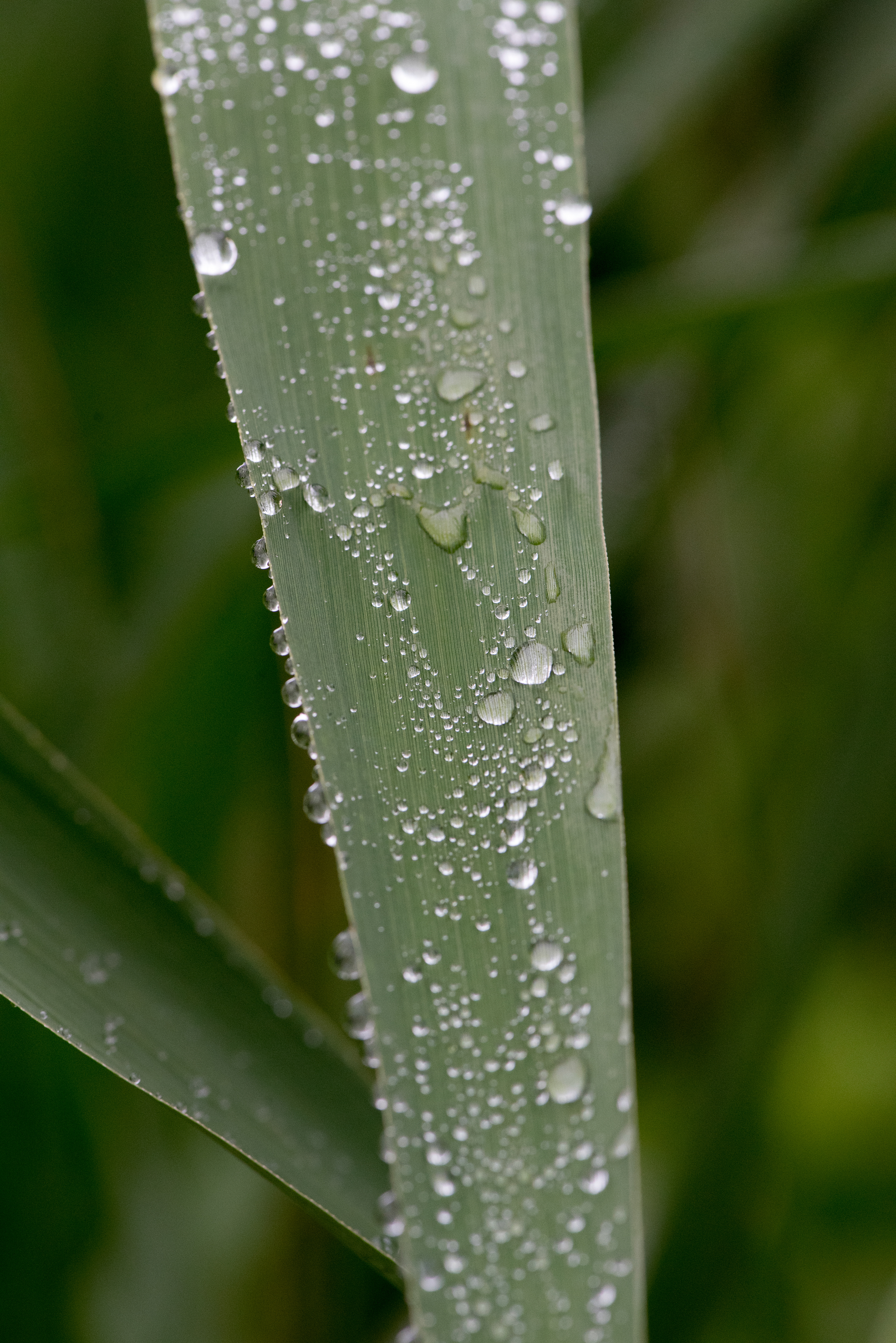 Water Droplets June 19, 2019 Basking Ridge, NJ USA