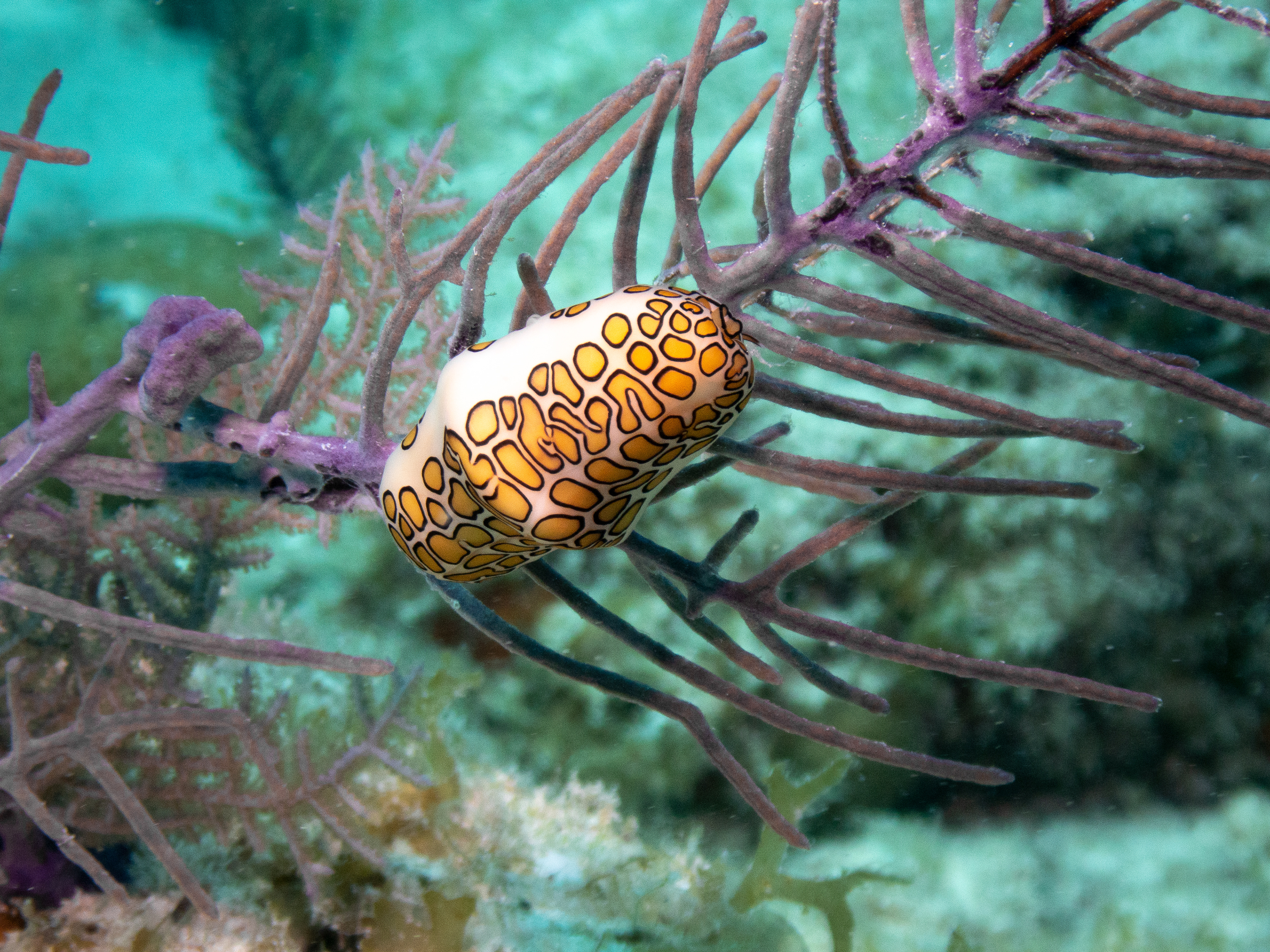 Flamingo Tongue Mar 15, 2020 Key Largo, FL USA