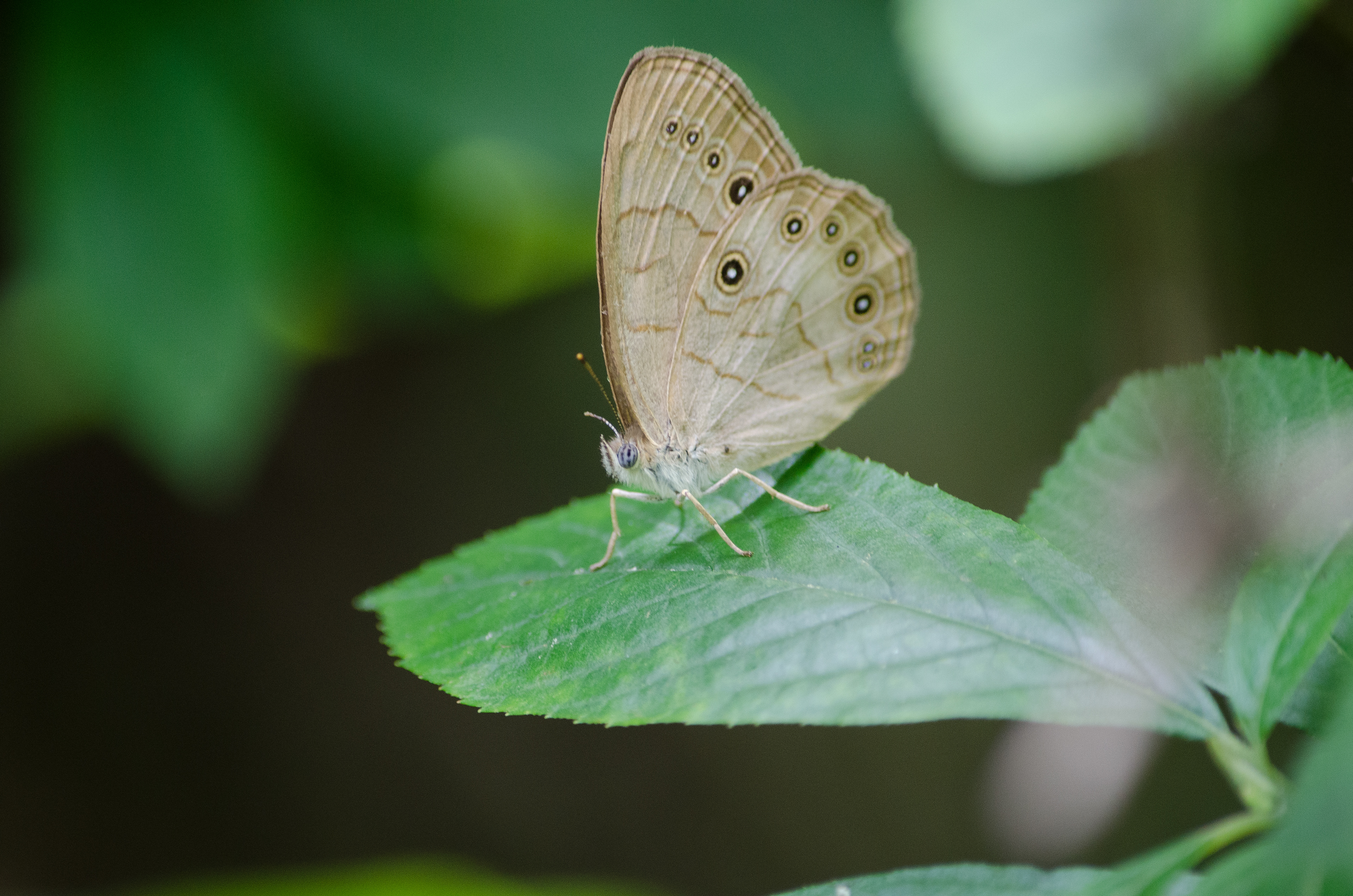 Appalachian Brown July 17, 2018 Muriel Hepner Nature Park, NJ USA