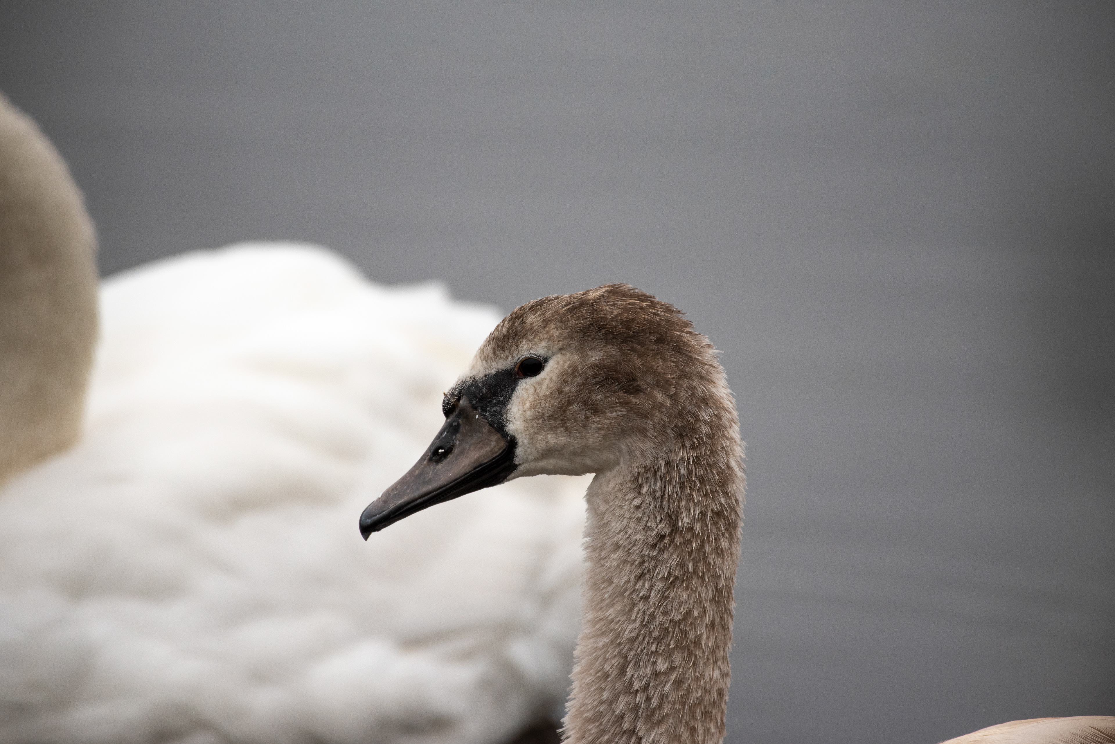 Mute Swan Oct 23, 2020 Cape May, NJ USA