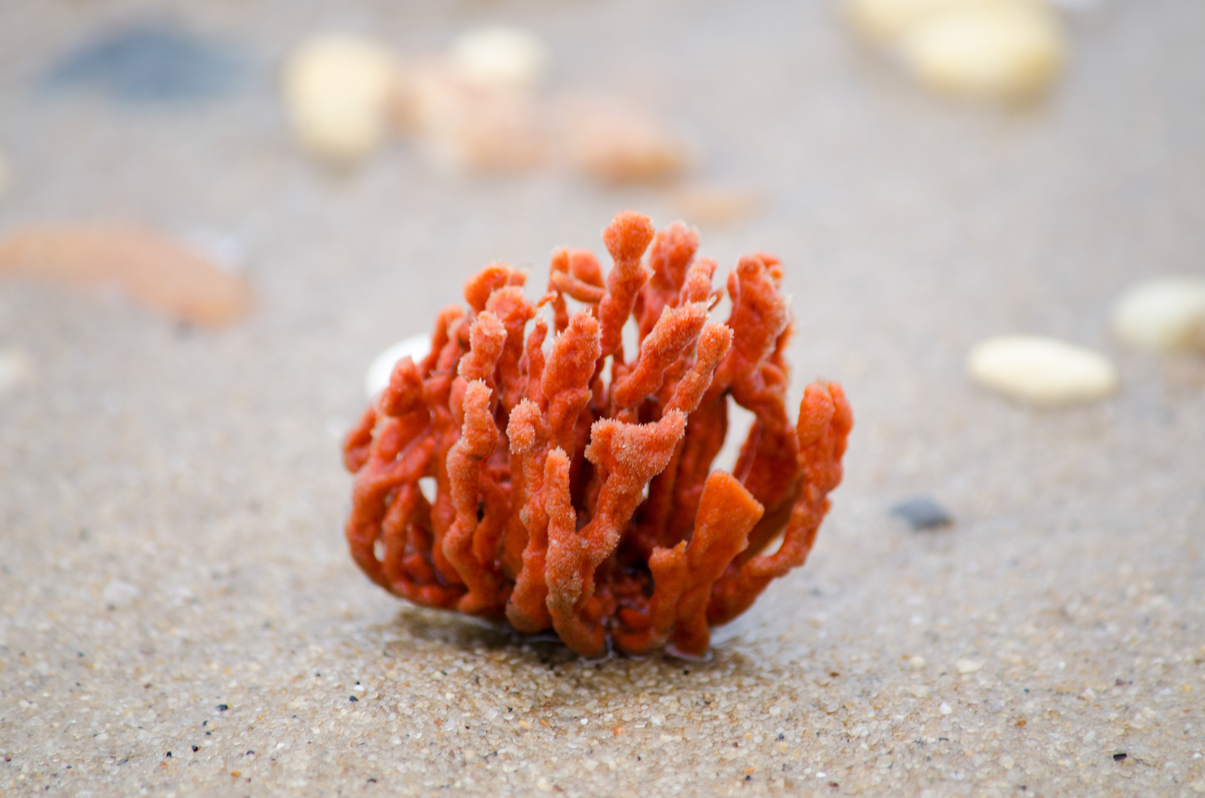 Red Beard Sponge Oct 14, 2018 Sandy Hook, NJ USA