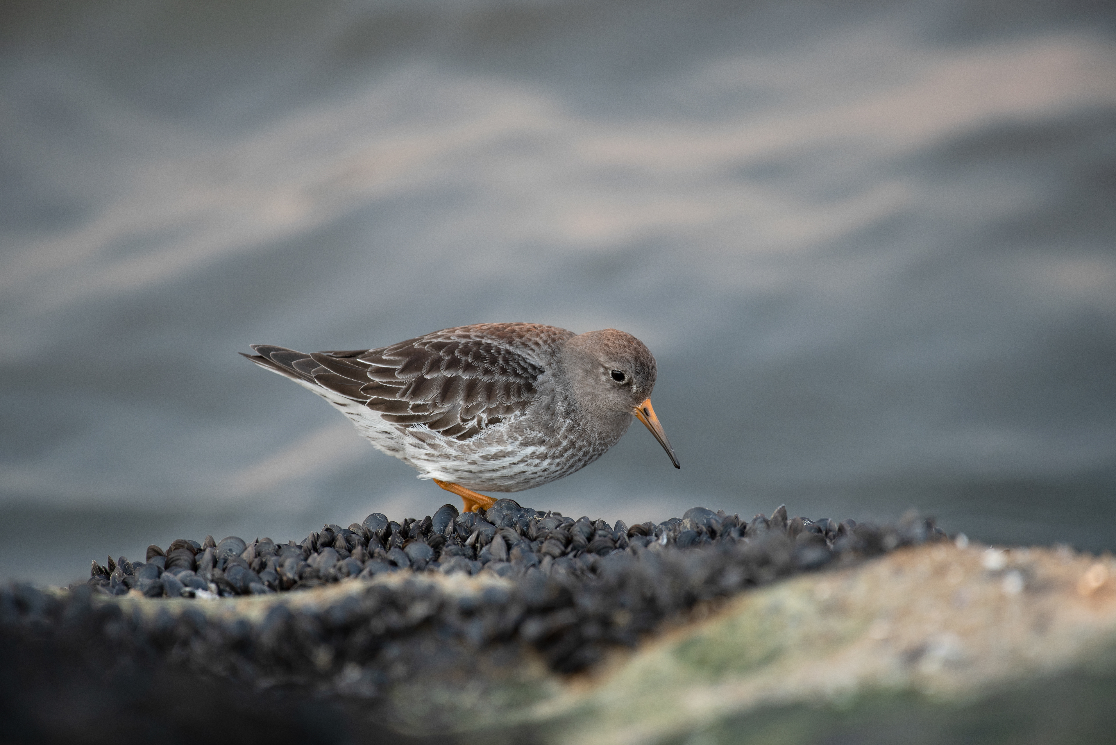 Purple Sandpiper Feb 22, 2020 Barnegat Lighthouse State Park, NJ USA