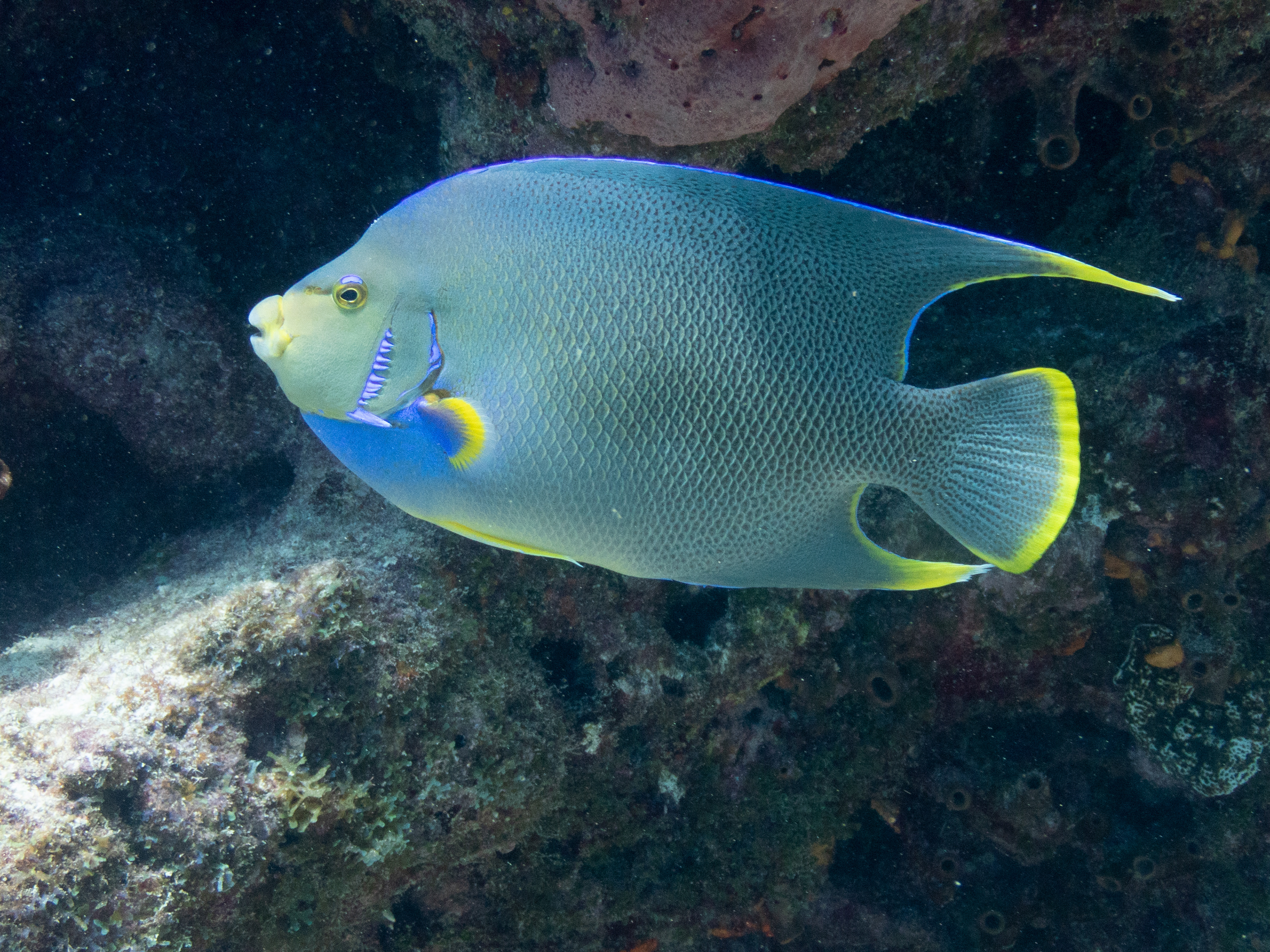 Blue Angelfish Mar 16, 2020 Key Largo, FL USA