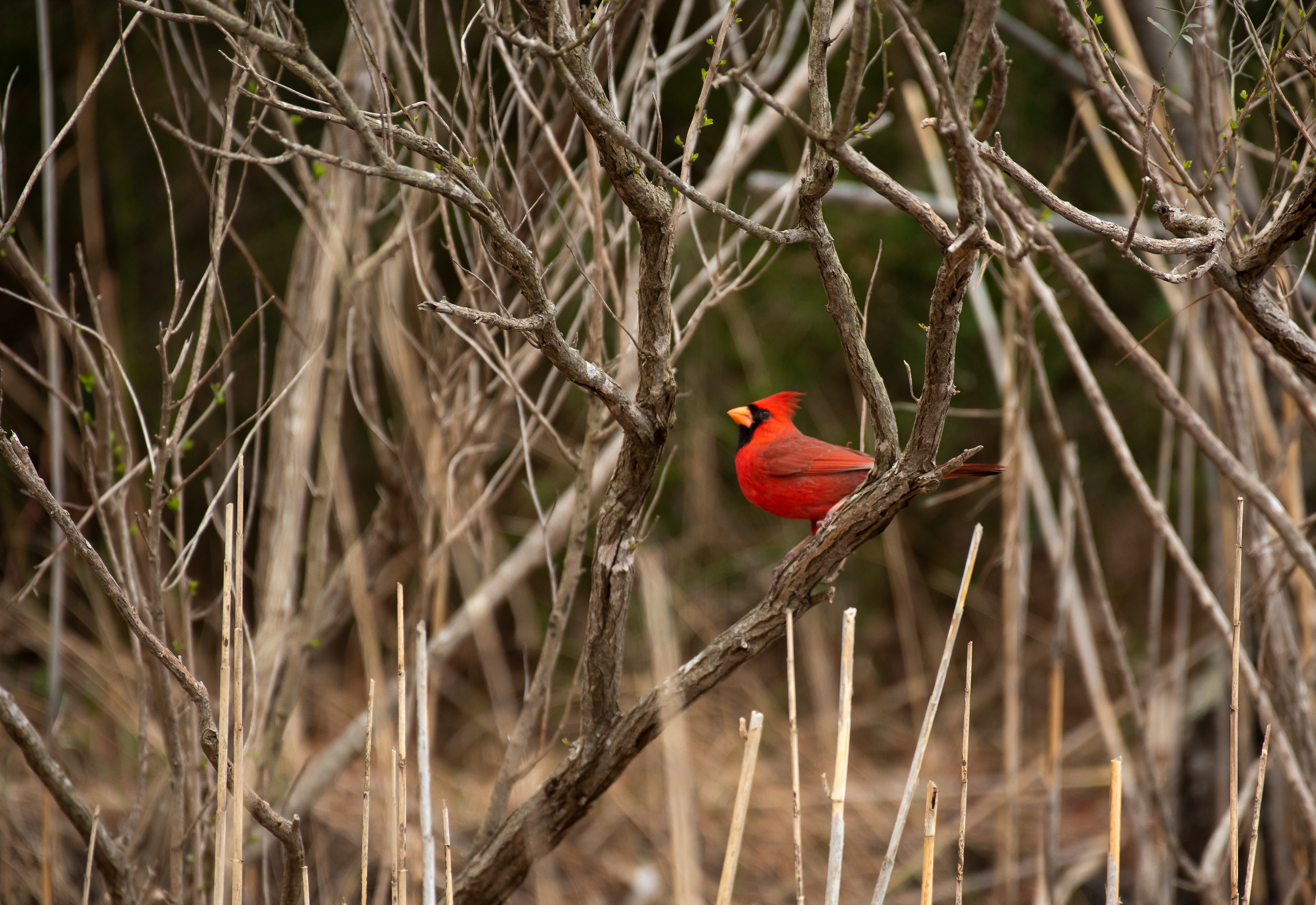 Northern Cardinal Mar 31, 2021 Cape Henlopen State Park, DE USA