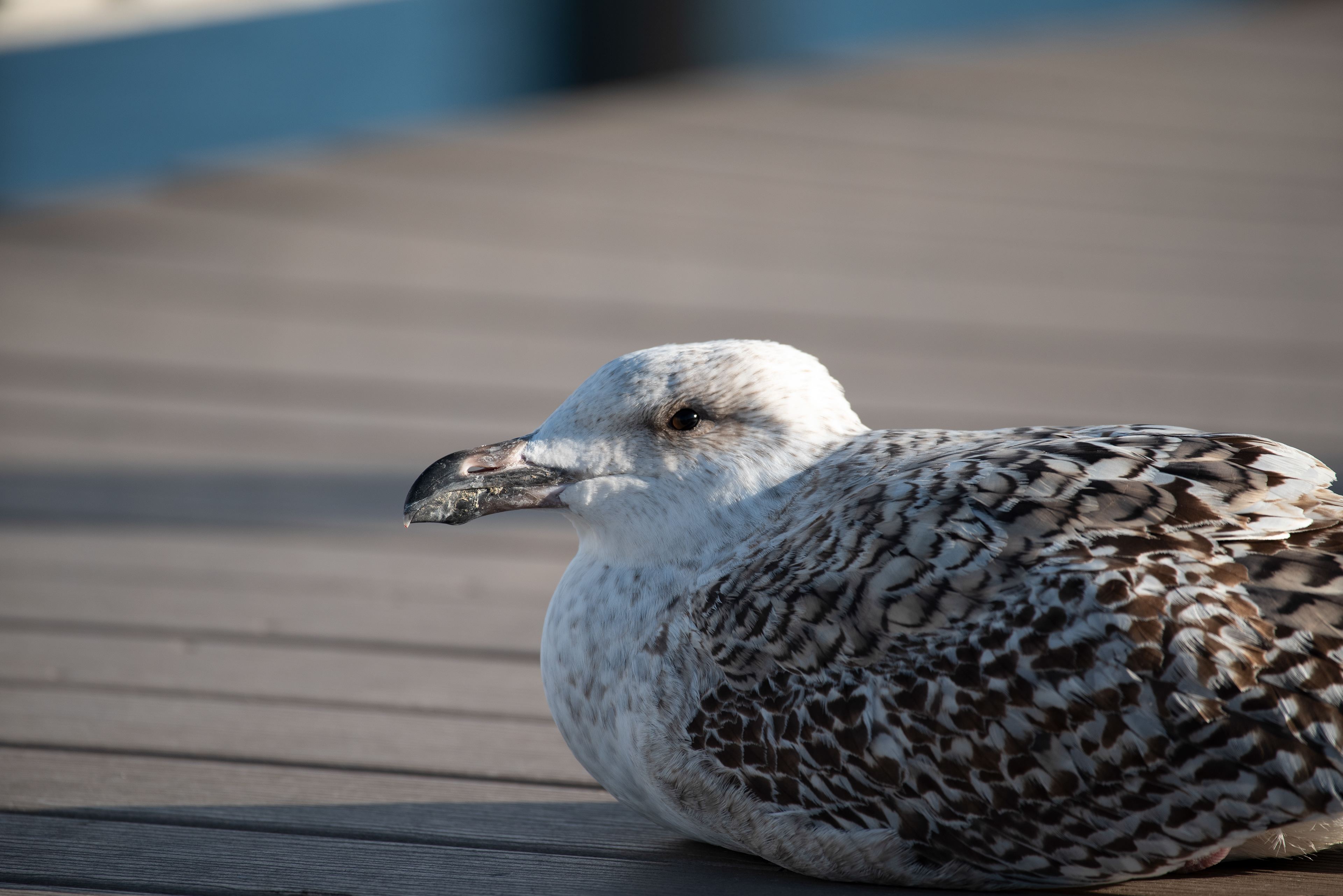 Great Black Backed Gull Dec 20, 2019 Coney Island, NY USA
