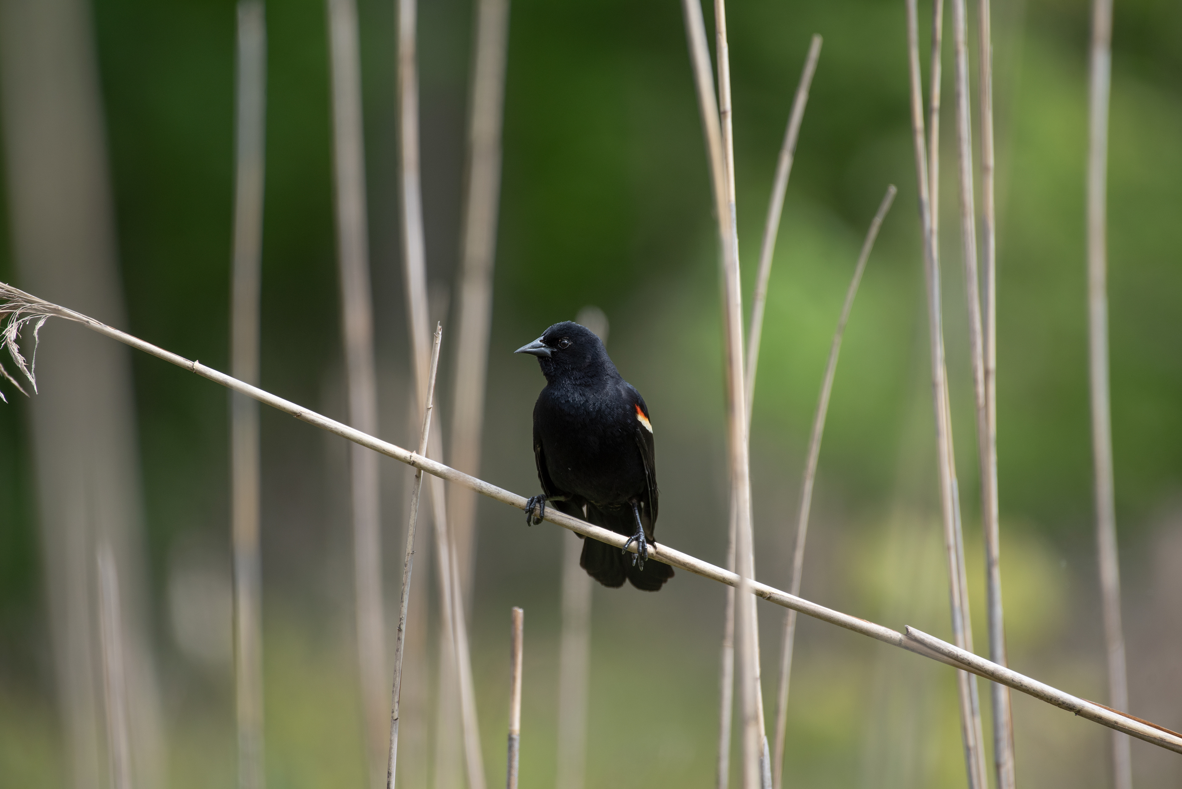 Red Winged Blackbird May 25, 2020 Basking Ridge, NJ USA