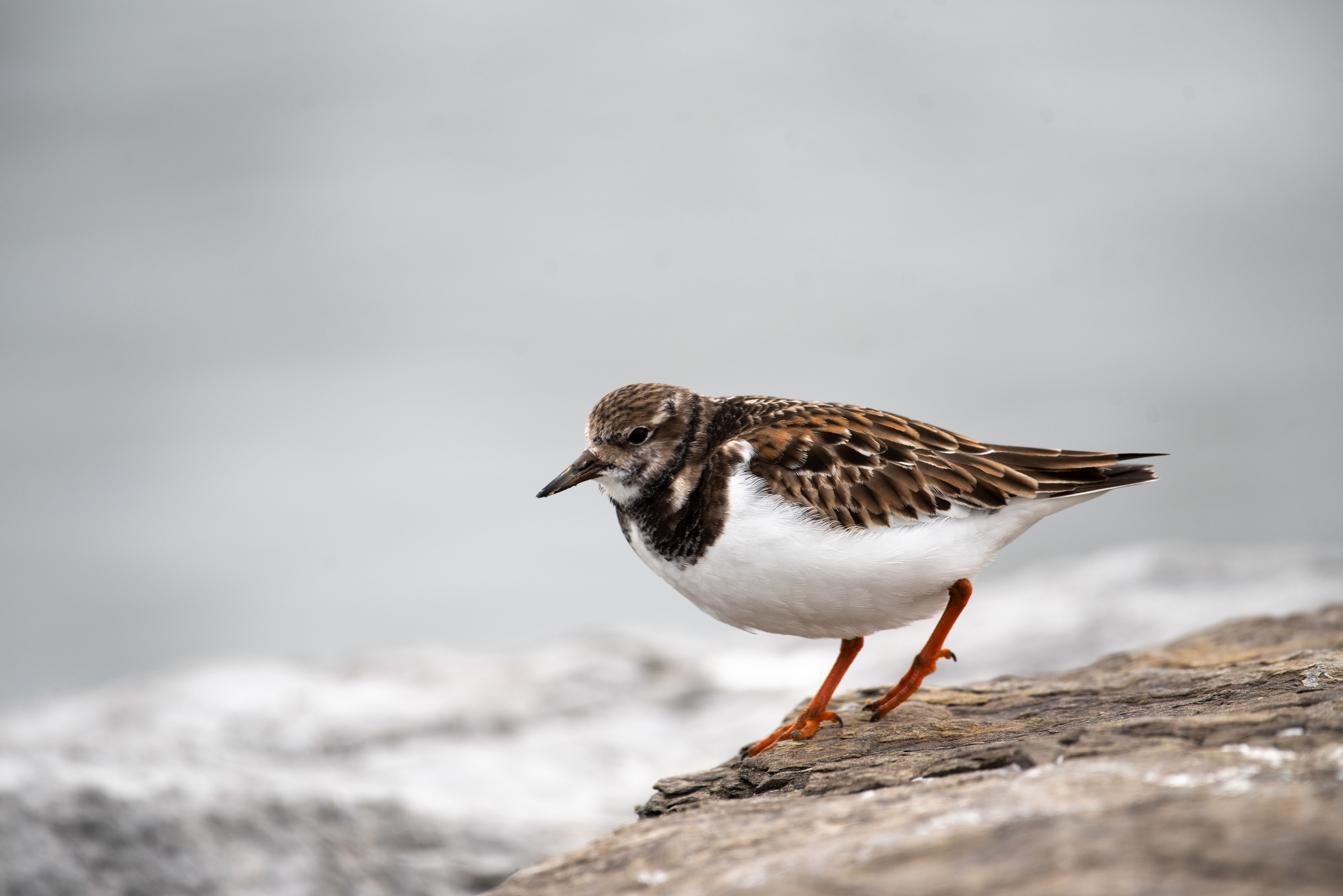 Ruddy Turnstone Jan 8, 2021 Barnegat Lighthouse State Park, NJ USA
