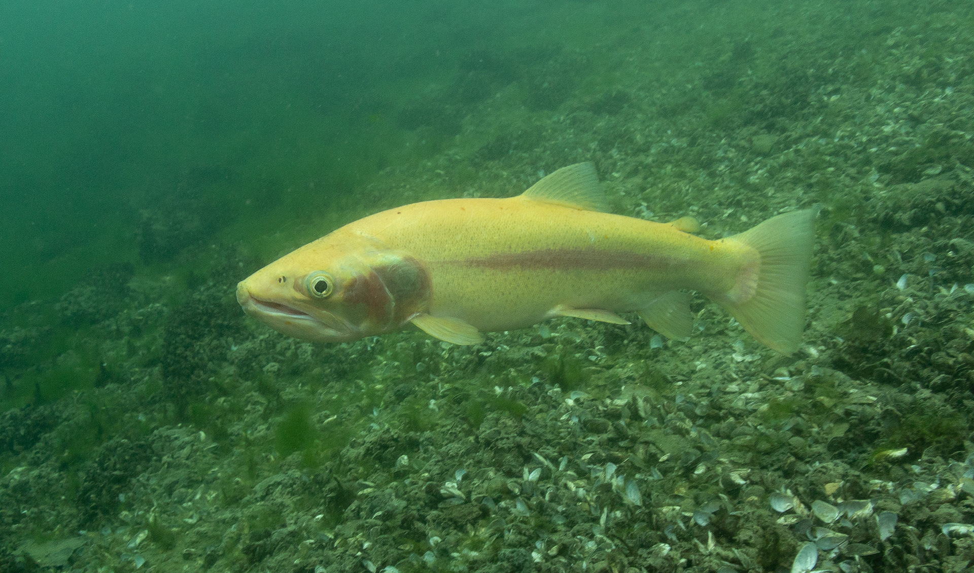 Palomino Trout July 16, 2020 Dutch Springs, Bethlehem, PA USA