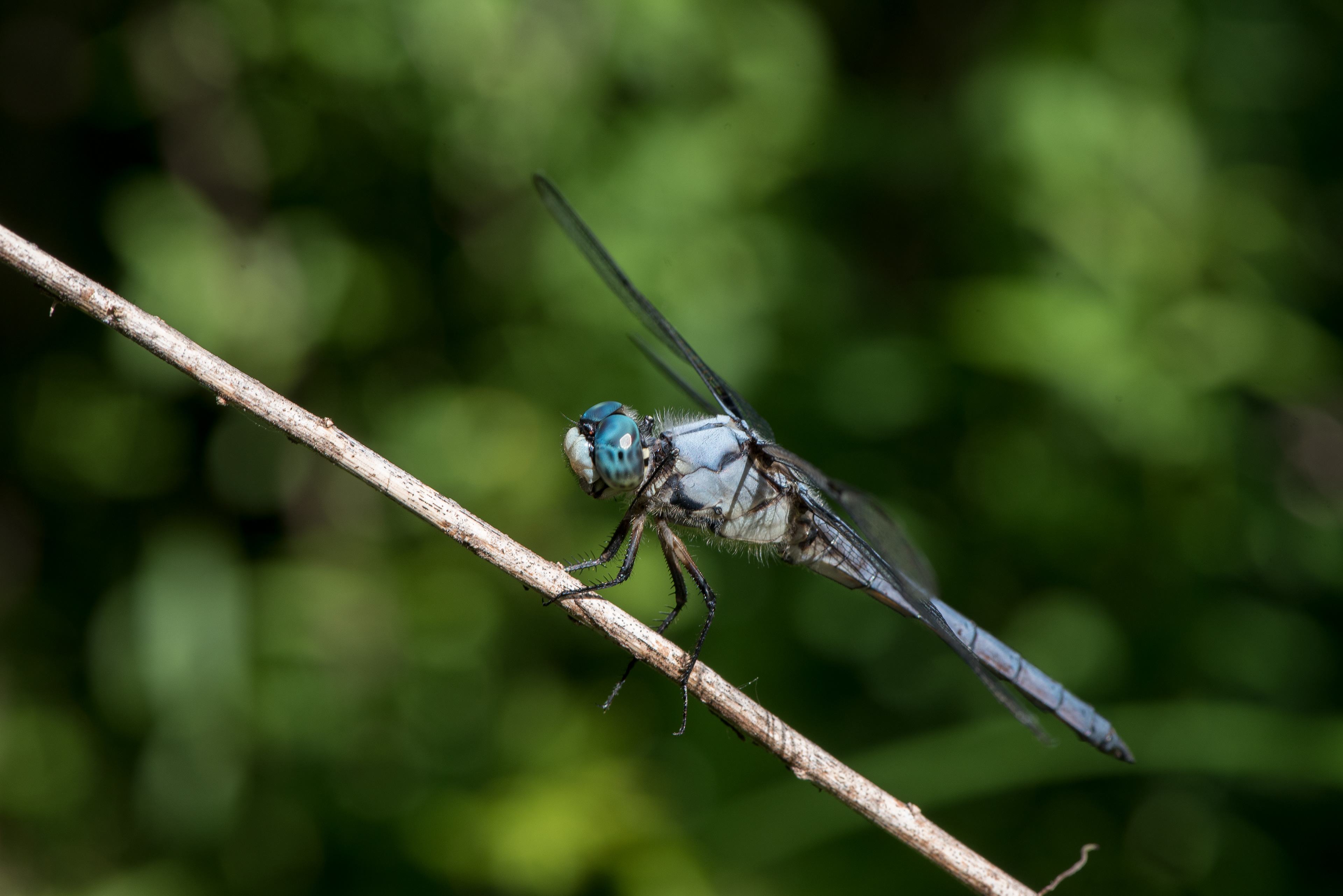 Great Blue Skimmer June 6, 2019 Lord Stirling Park, NJ USA