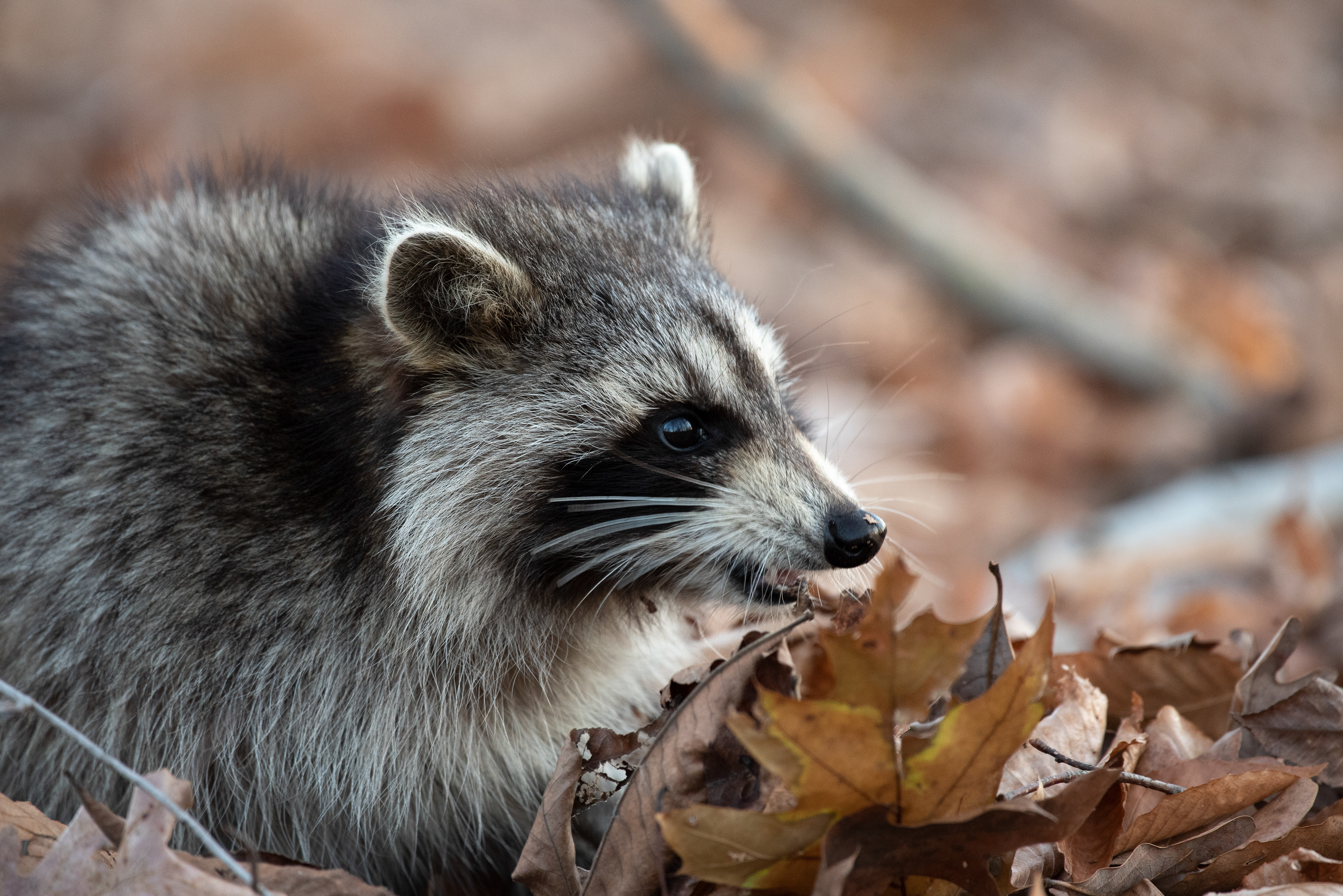 Northern Raccoon Nov 29, 2019 Great Swamp NWR, NJ USA
