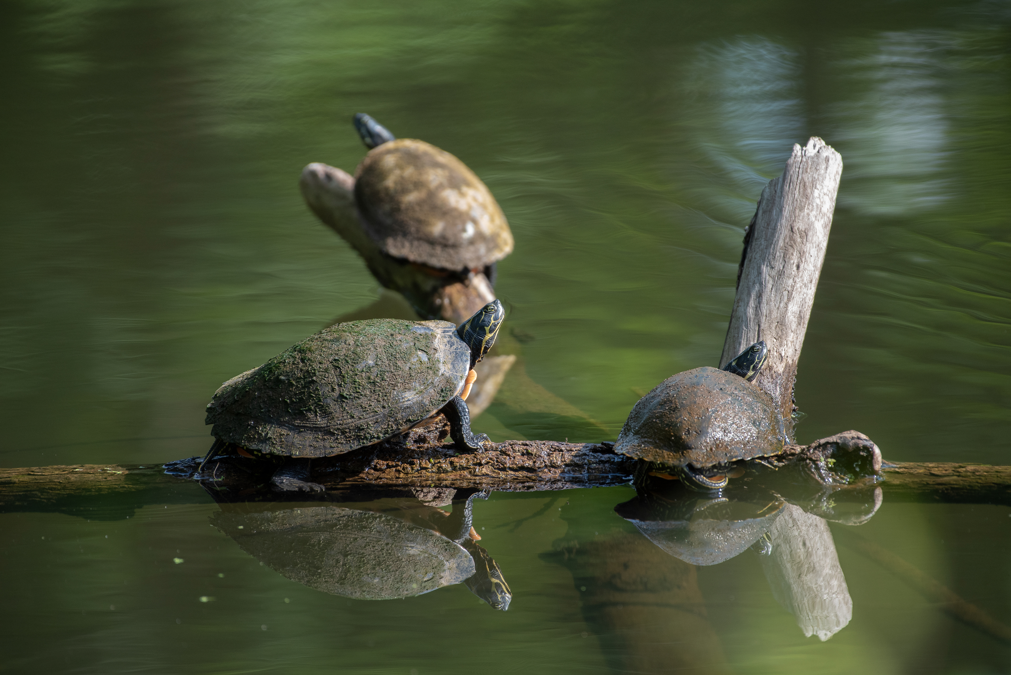 Red Eared Slider June 13, 2024 Franklin, NJ USA