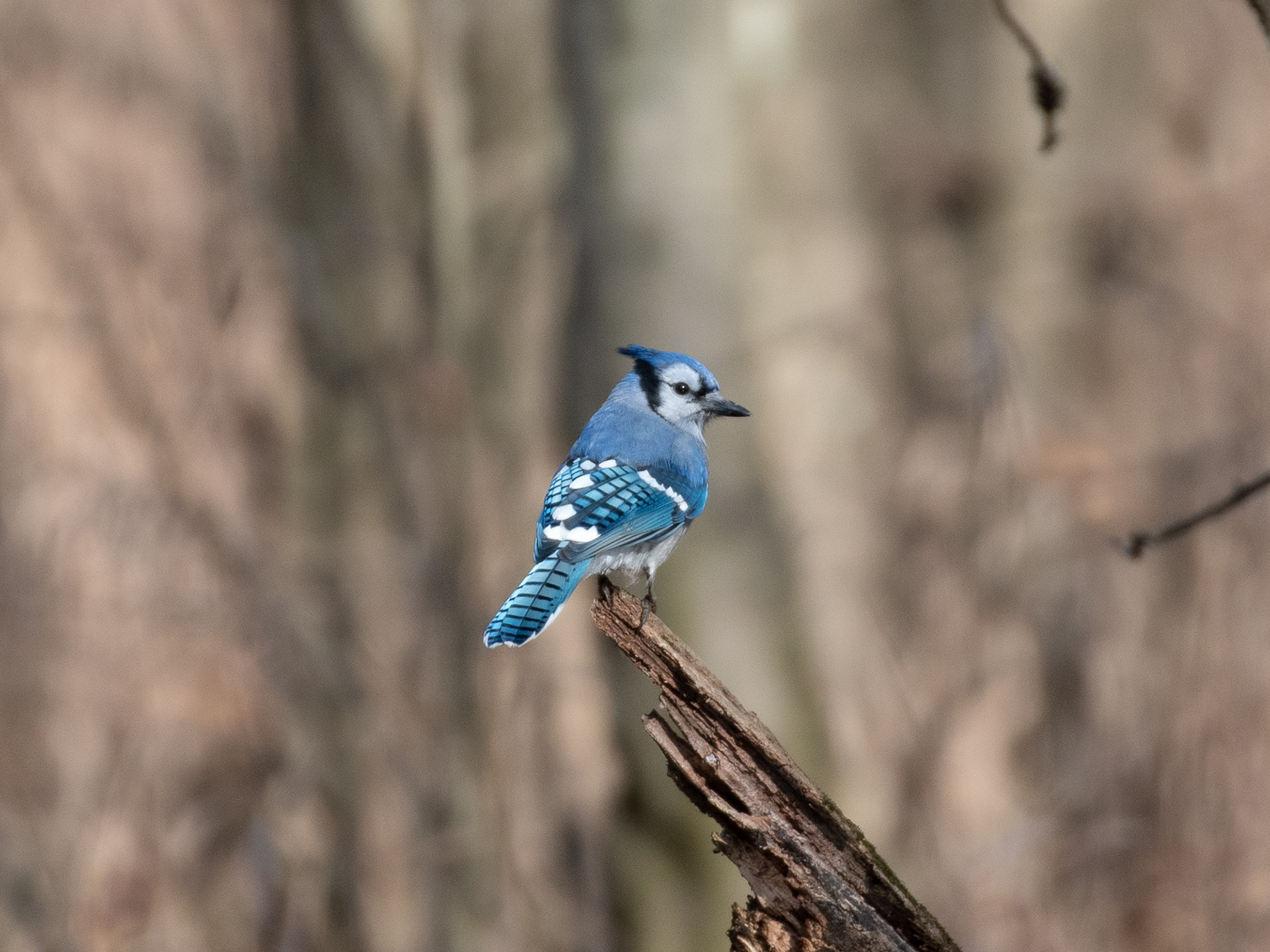 Blue Jay Nov 24, 2022 Lord Stirling Park, NJ USA