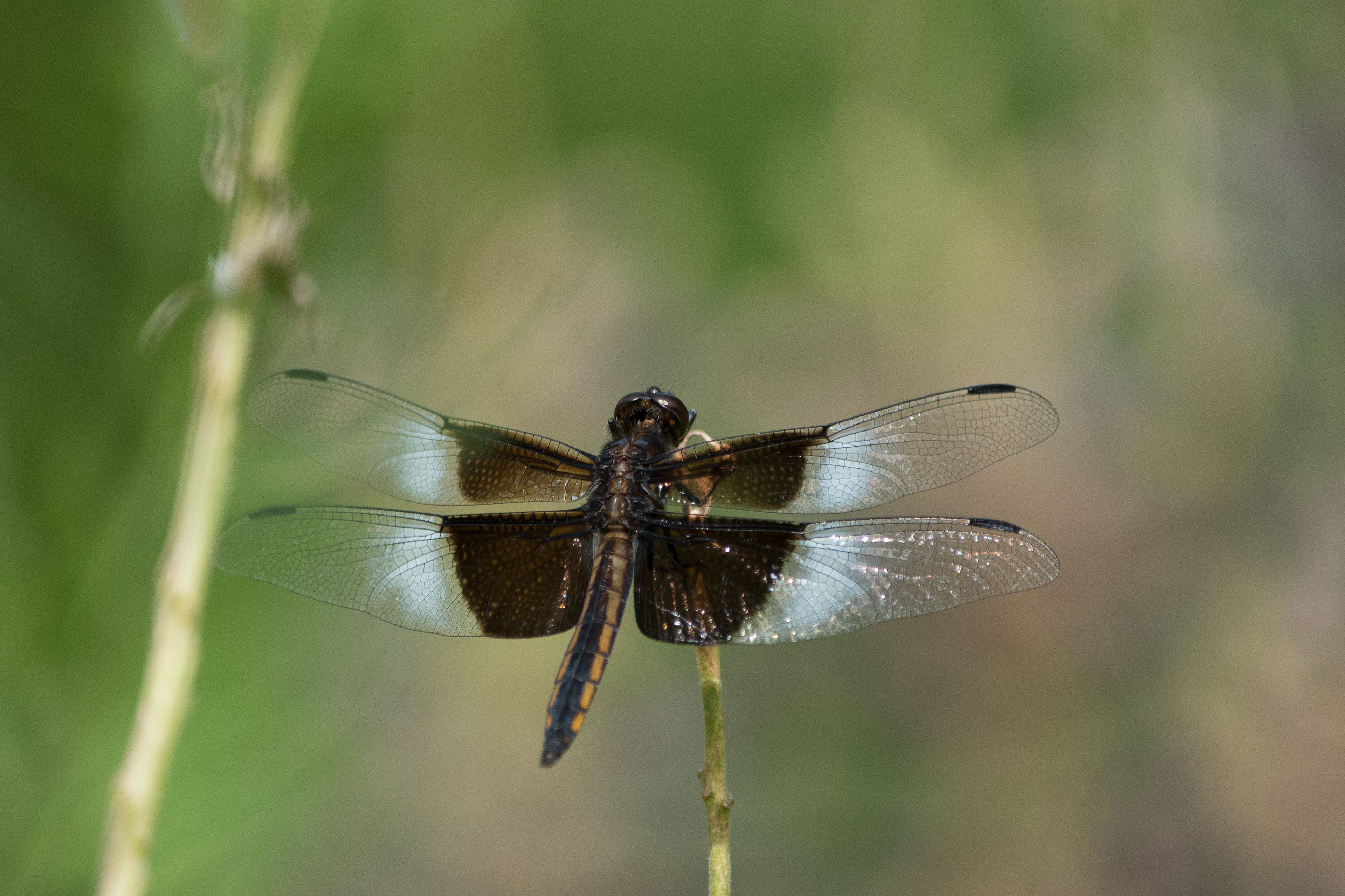 Widow Skimmer July 24, 2019 Jefferson ME USA