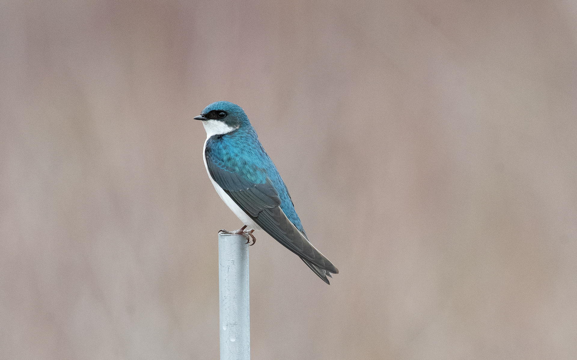 Tree Swallow Apr 6, 2025 Great Swamp NWR, Harding, NJ USA
