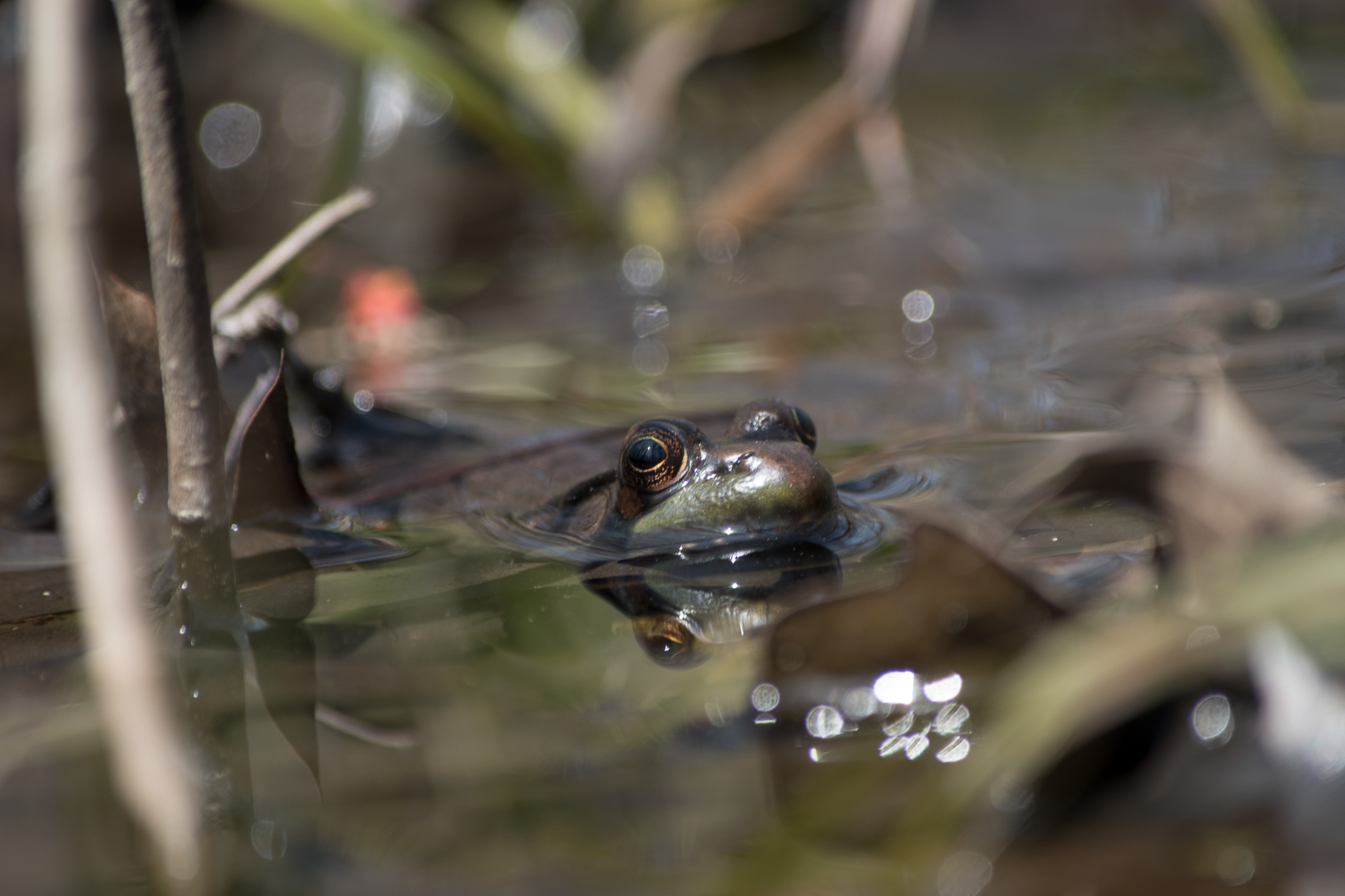 Green Frog Apr 7, 2019 Lord Stirling Park, NJ USA