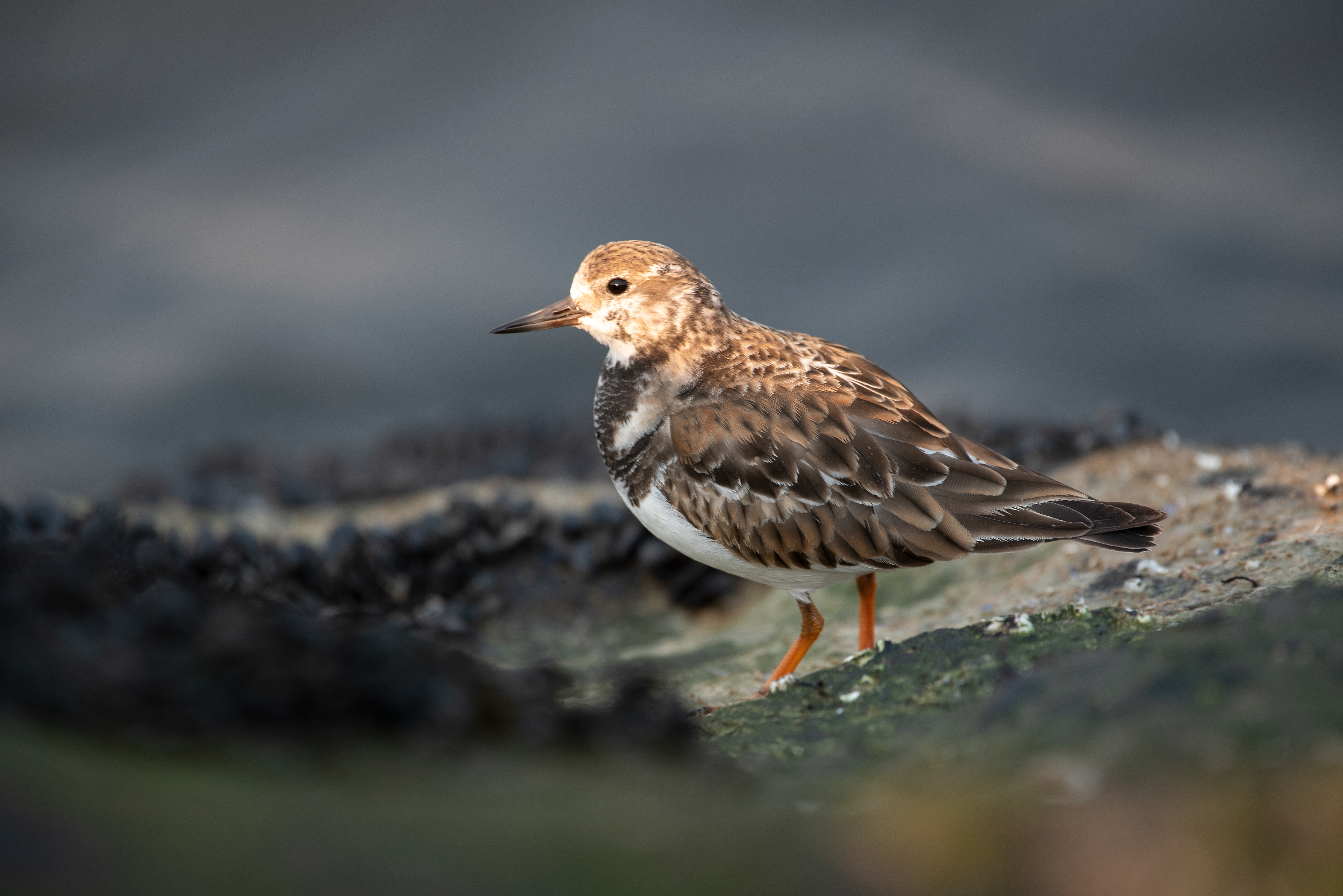 Ruddy Turnstone Feb 22, 2020 Barnegat Lighthouse State Park, NJ USA