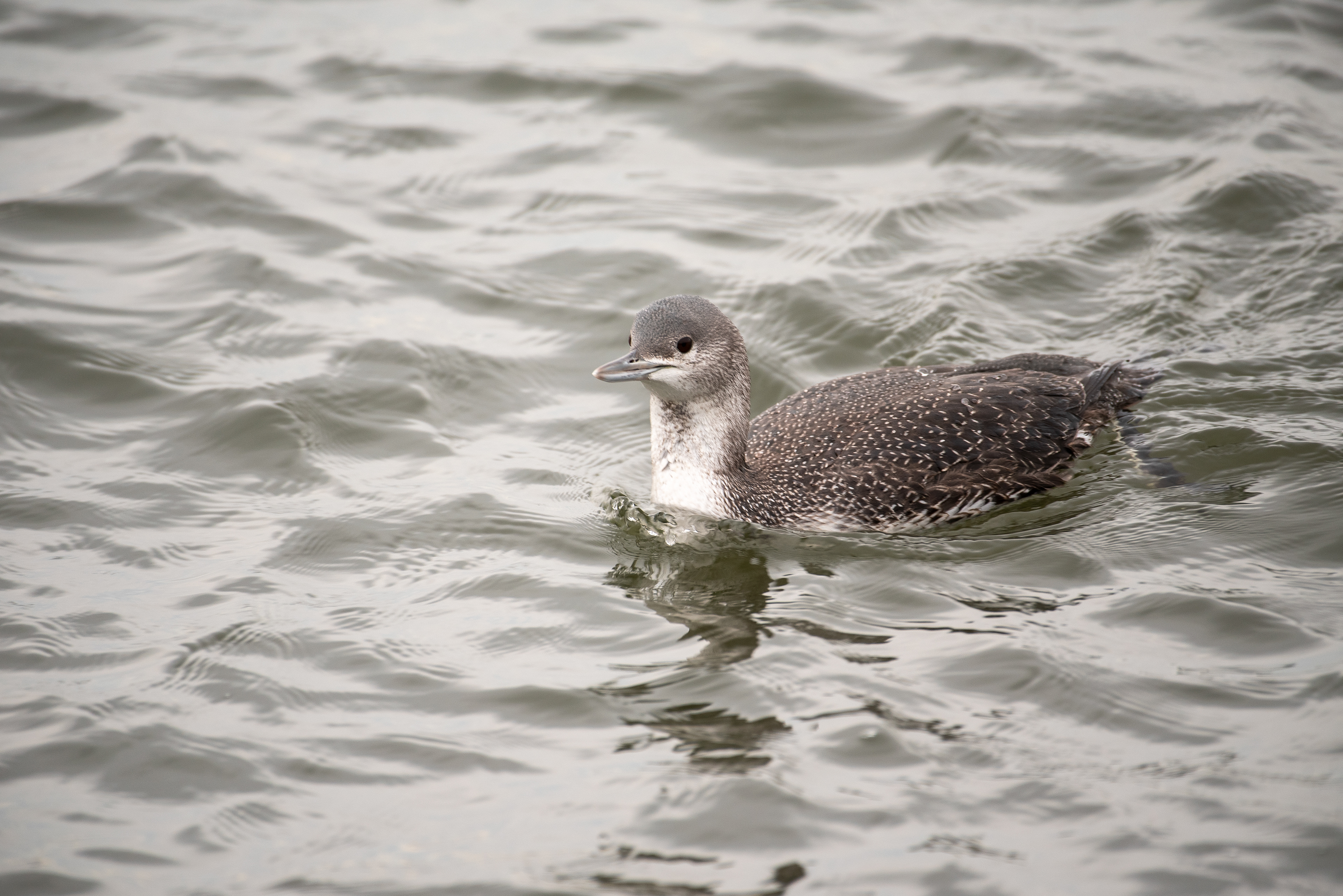 Red Throated Loon Jan 8, 2021 Barnegat Lighthouse State Park, NJ USA