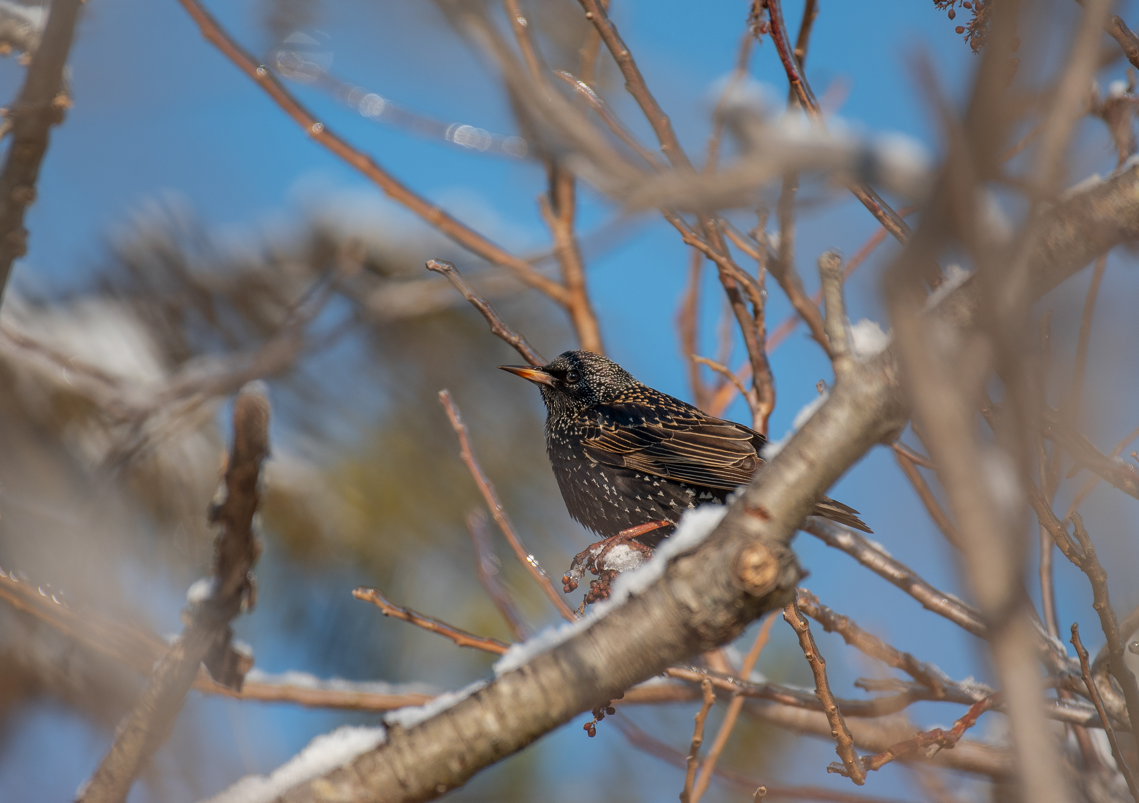 European Starling Feb 20, 2021 Edwin B Forsythe NWR, NJ USA