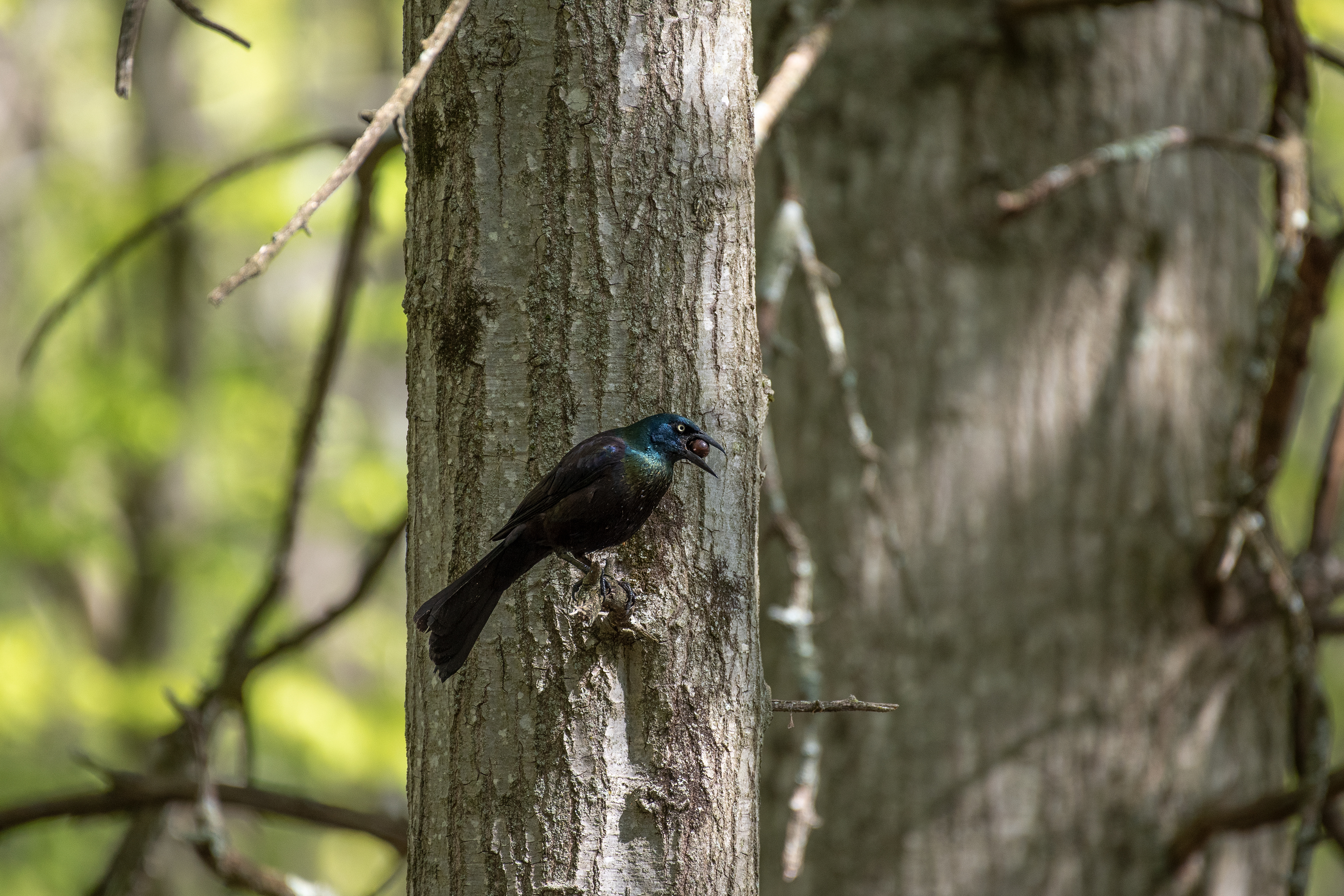 Common Grackle May 14, 2020 Lord Stirling Park, NJ USA