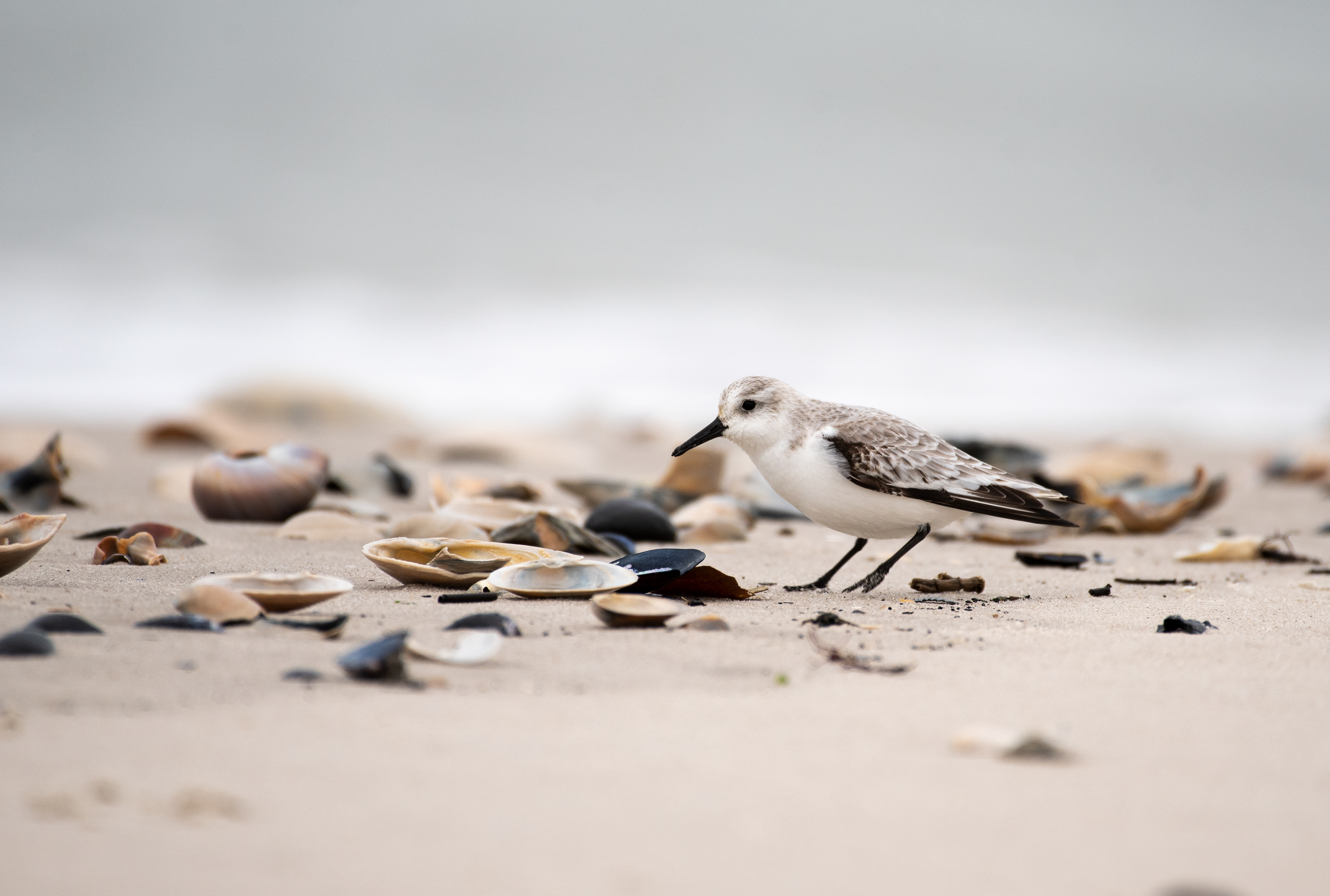 Sanderling Jan 8, 2021 Barnegat Lighthouse State Park, NJ USA