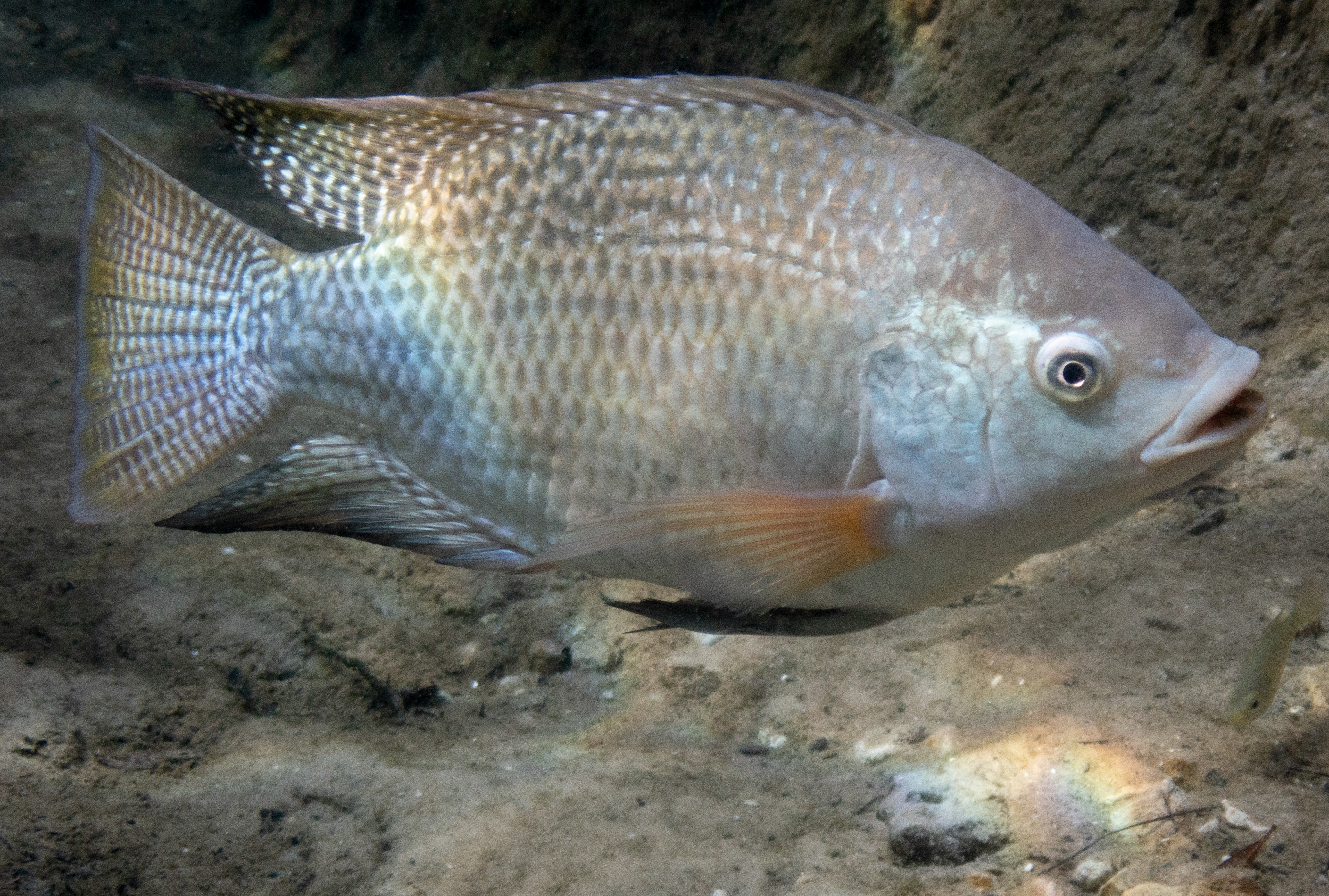 Blue Tilapia Mar 8, 2020 Williston, FL USA