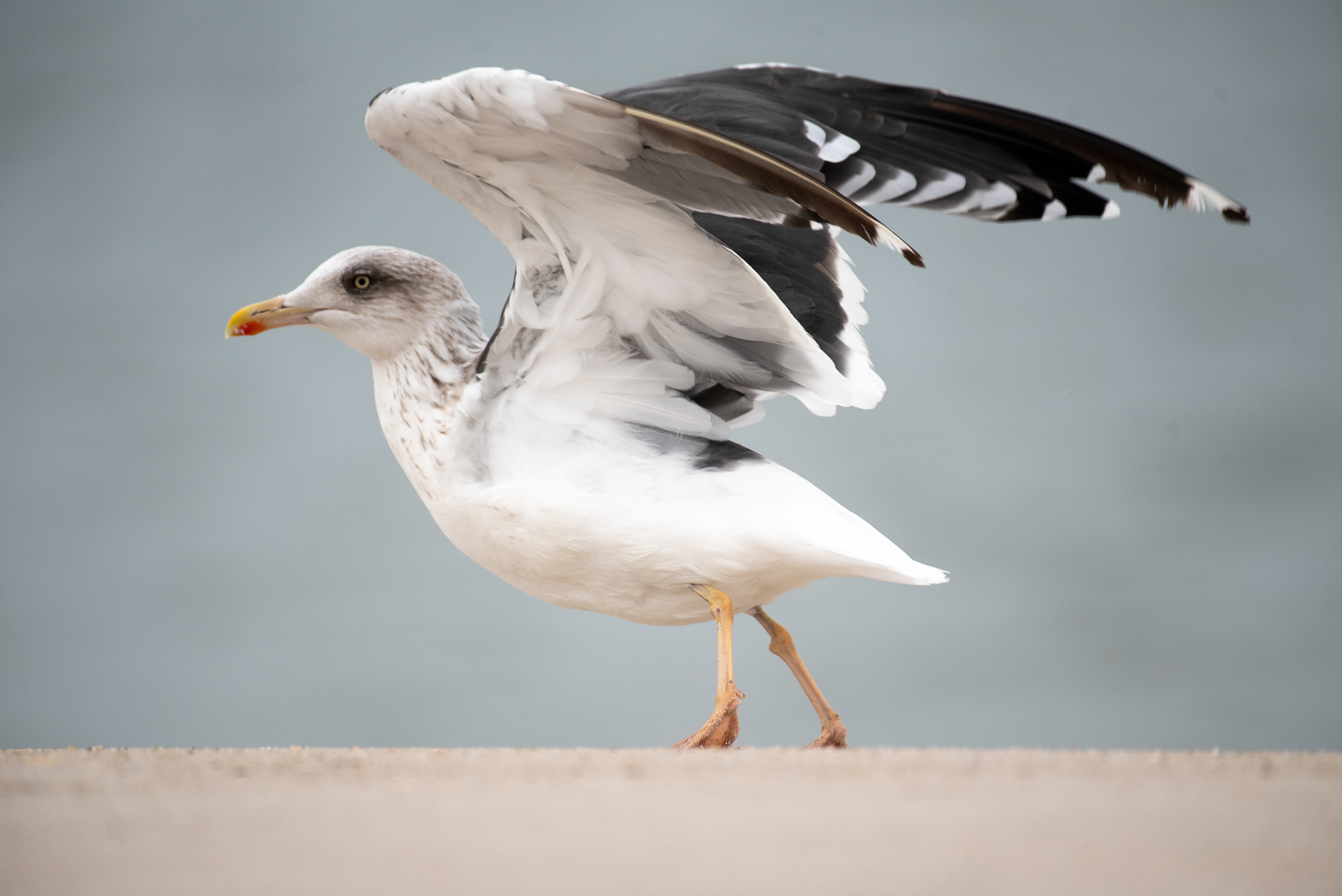 Lesser Black Backed Gull Oct 23, 2020 Cape May, NJ USA