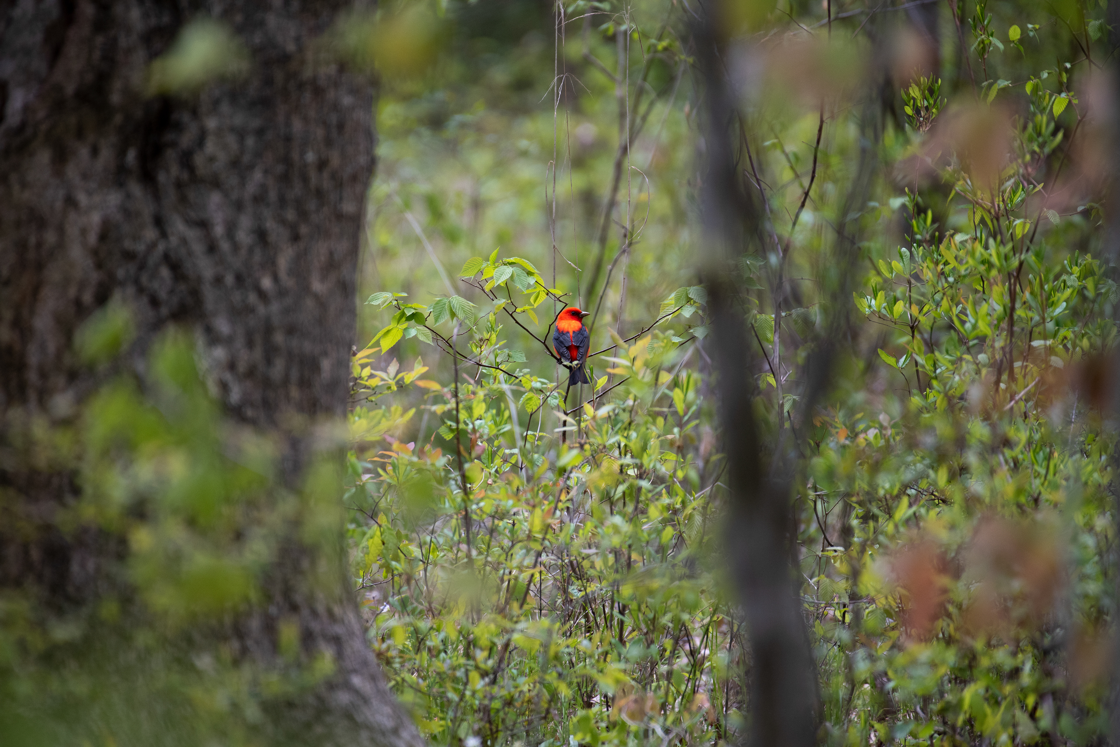 Scarlet Tanager, May 12, 2020 Basking Ridge, NJ USA