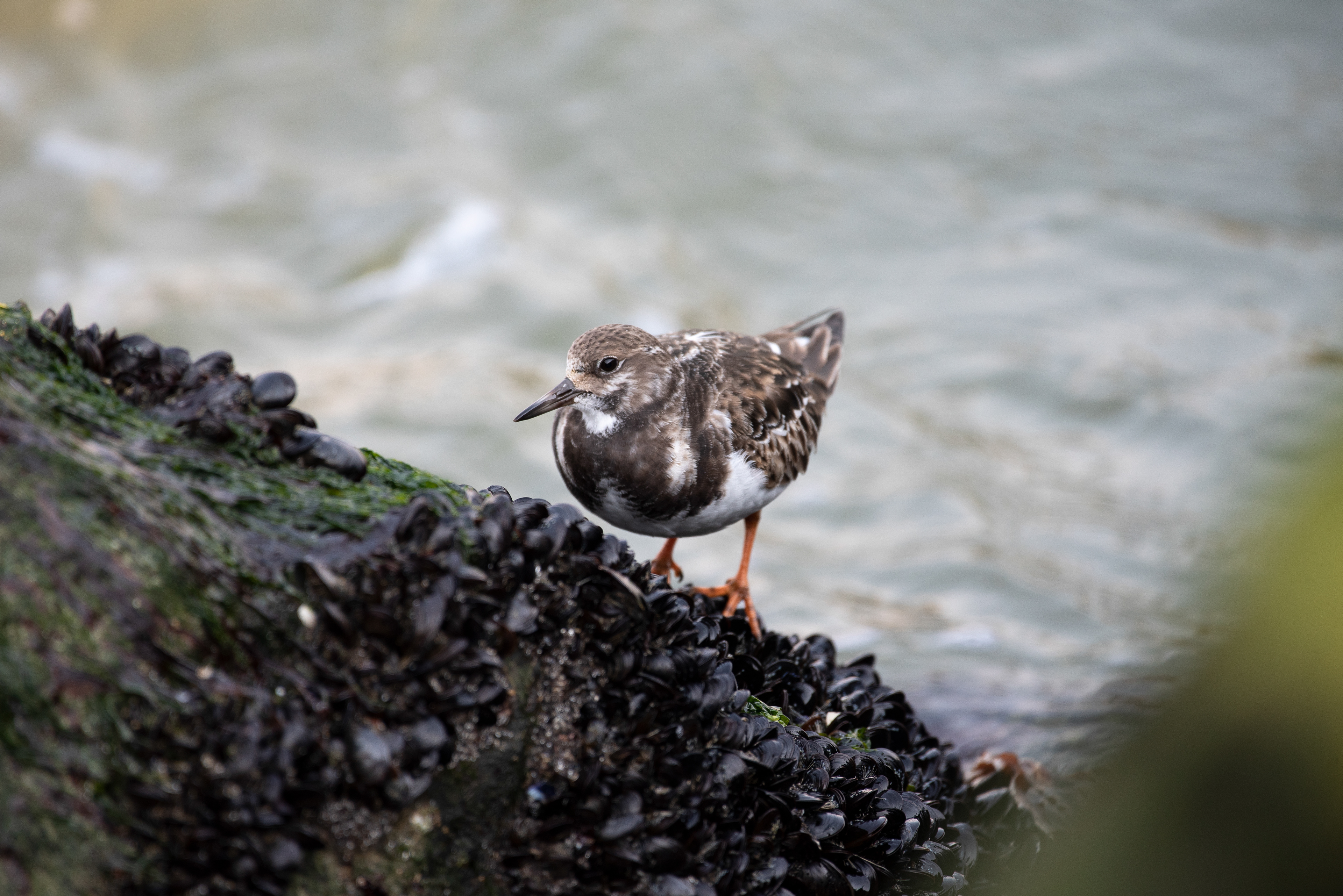 Ruddy Turnstone Feb 22, 2020 Barnegat Lighthouse State Park, NJ USA