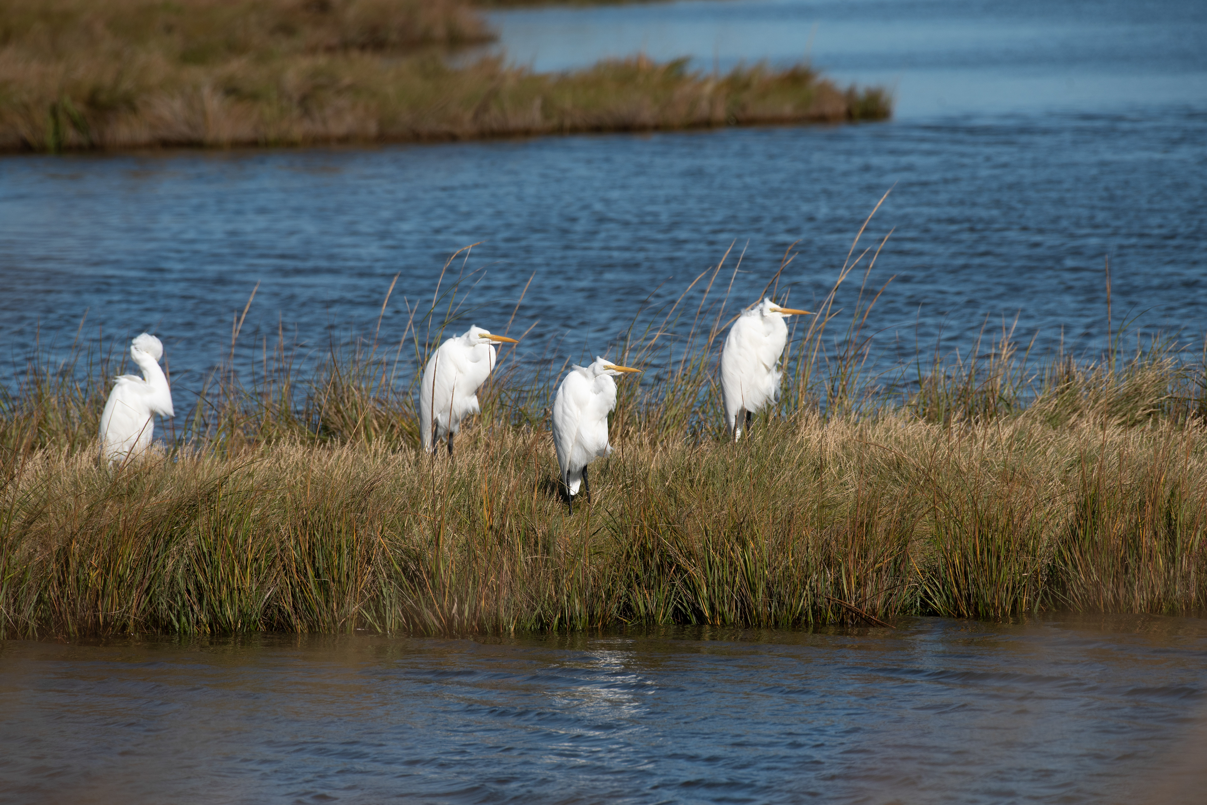 Great Egret Oct 17, 2020 Edwin B Forsythe NWR, NJ USA