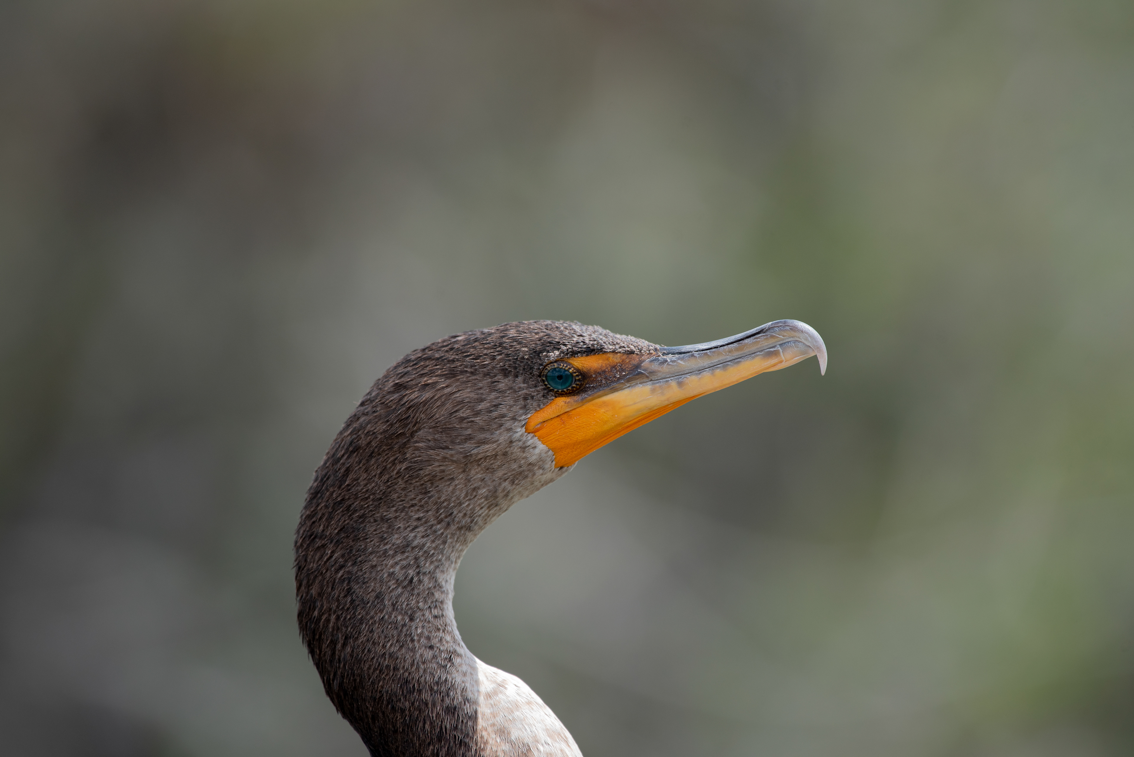 Double Crested Cormorant, Mar 17, 2020 Everglades National Park, FL USA