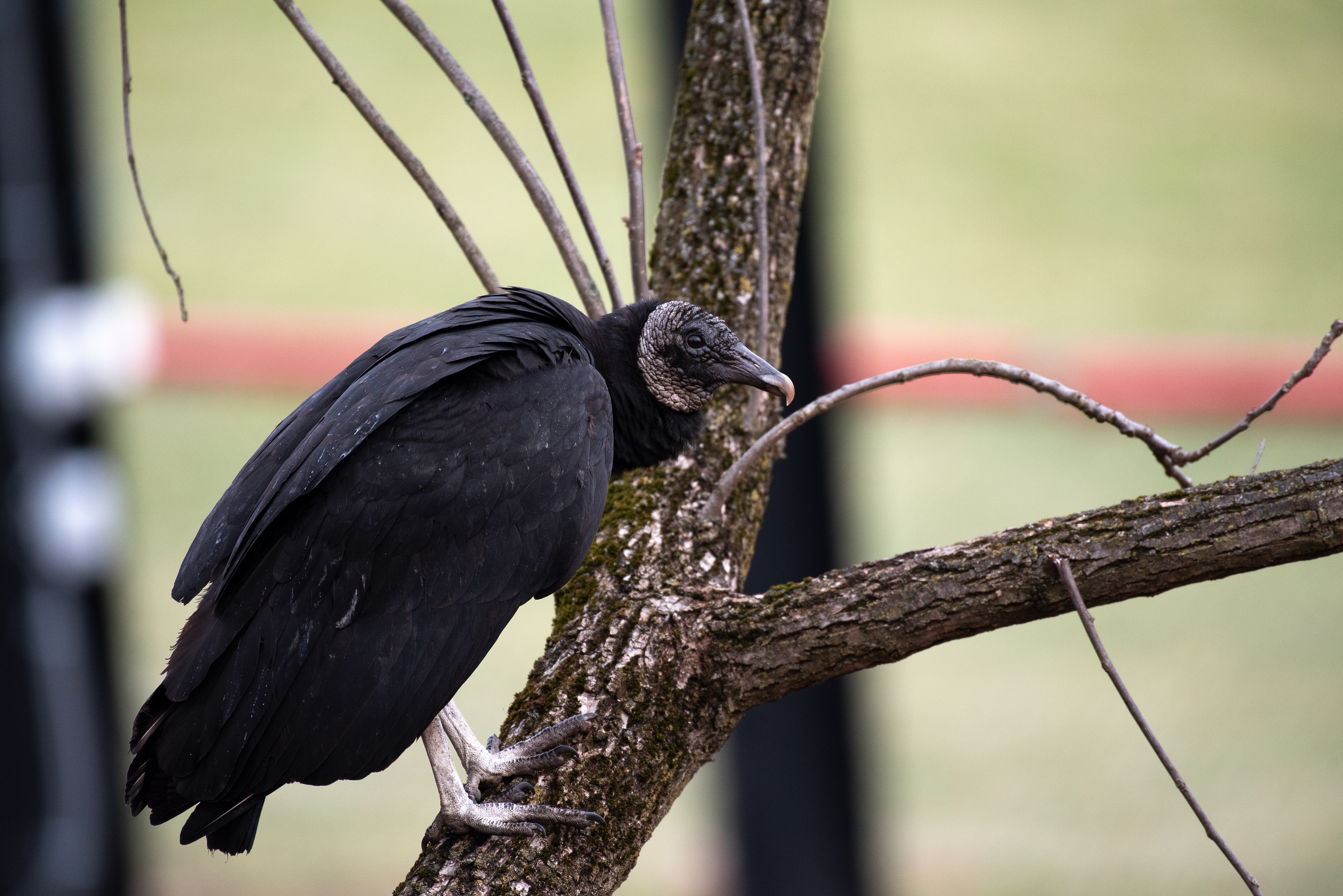 Black Vulture Dec 26, 2019 Bernardsville, NJ USA