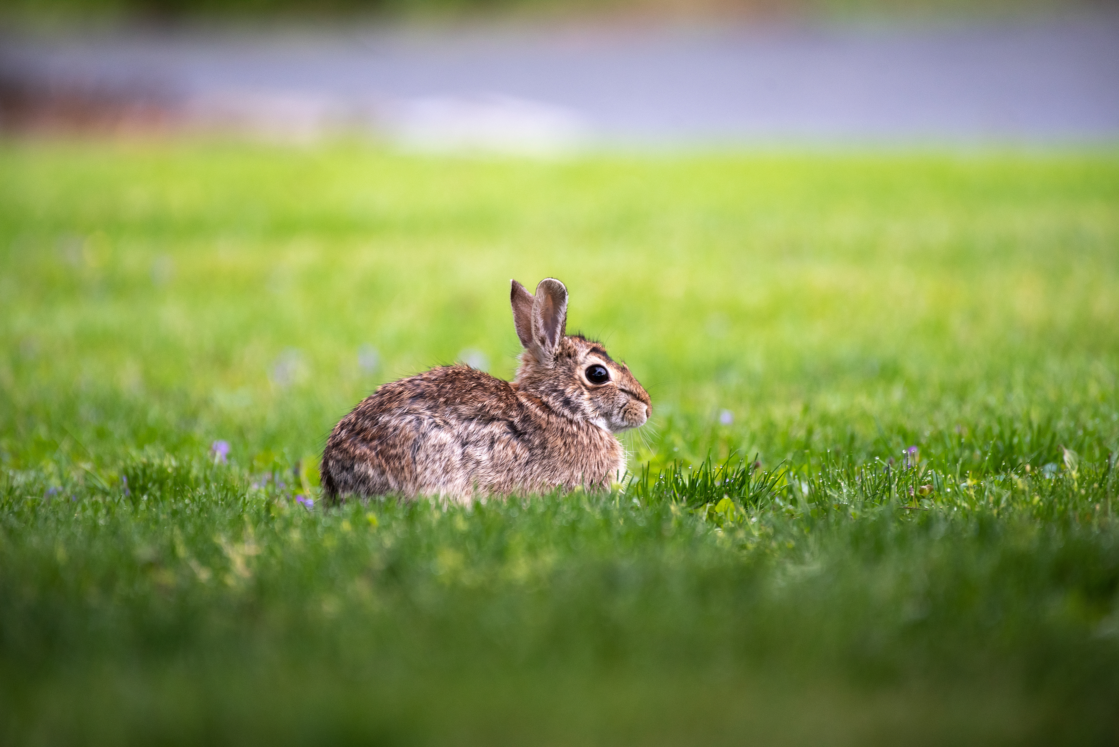 Eastern Cottontail Rabbit May 3, 2020 Cornwall, PA USA