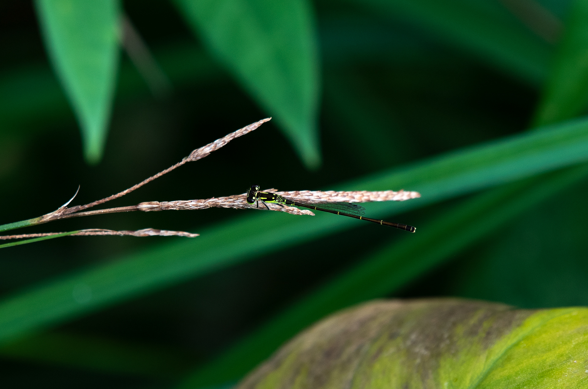 Fragile Forktail July 3, 2020 Great Swamp NWR, NJ USA