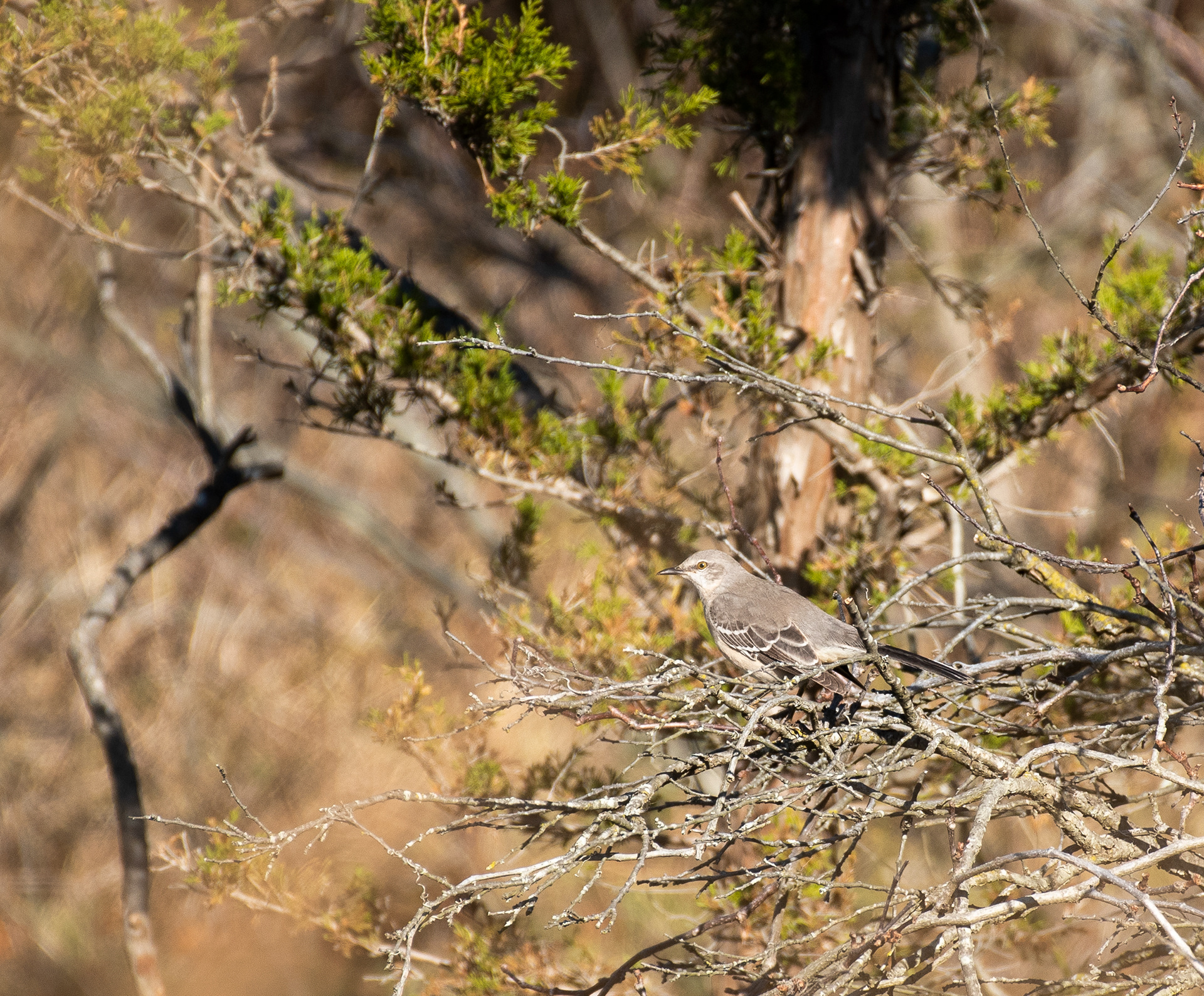 Northern Mockingbird Nov 29, 2020 Sandy Hook, NJ USA