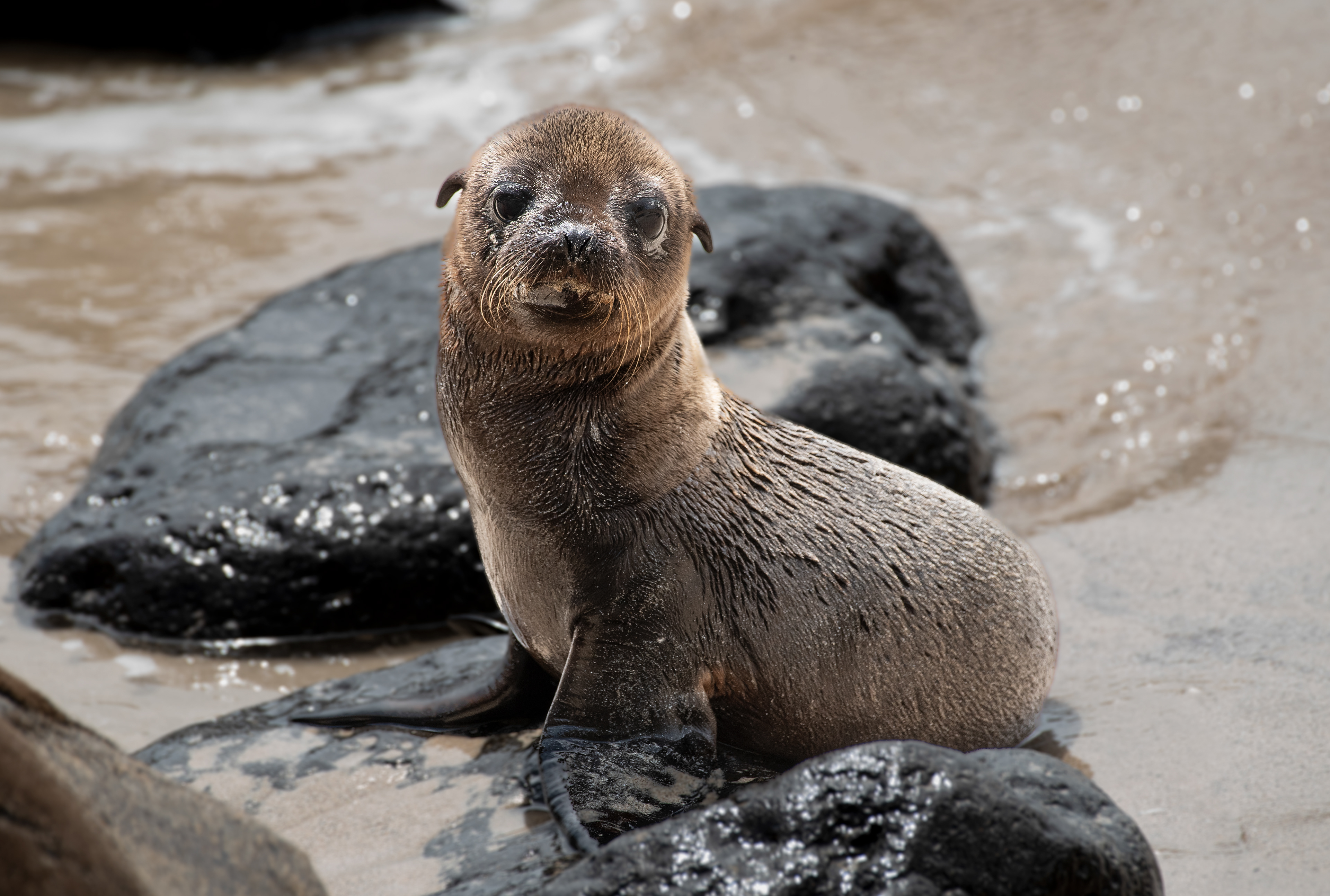 Galapagos Sea Lion Pup Aug 12, 2023 San Cristobal Island, Galapagos Ecuador