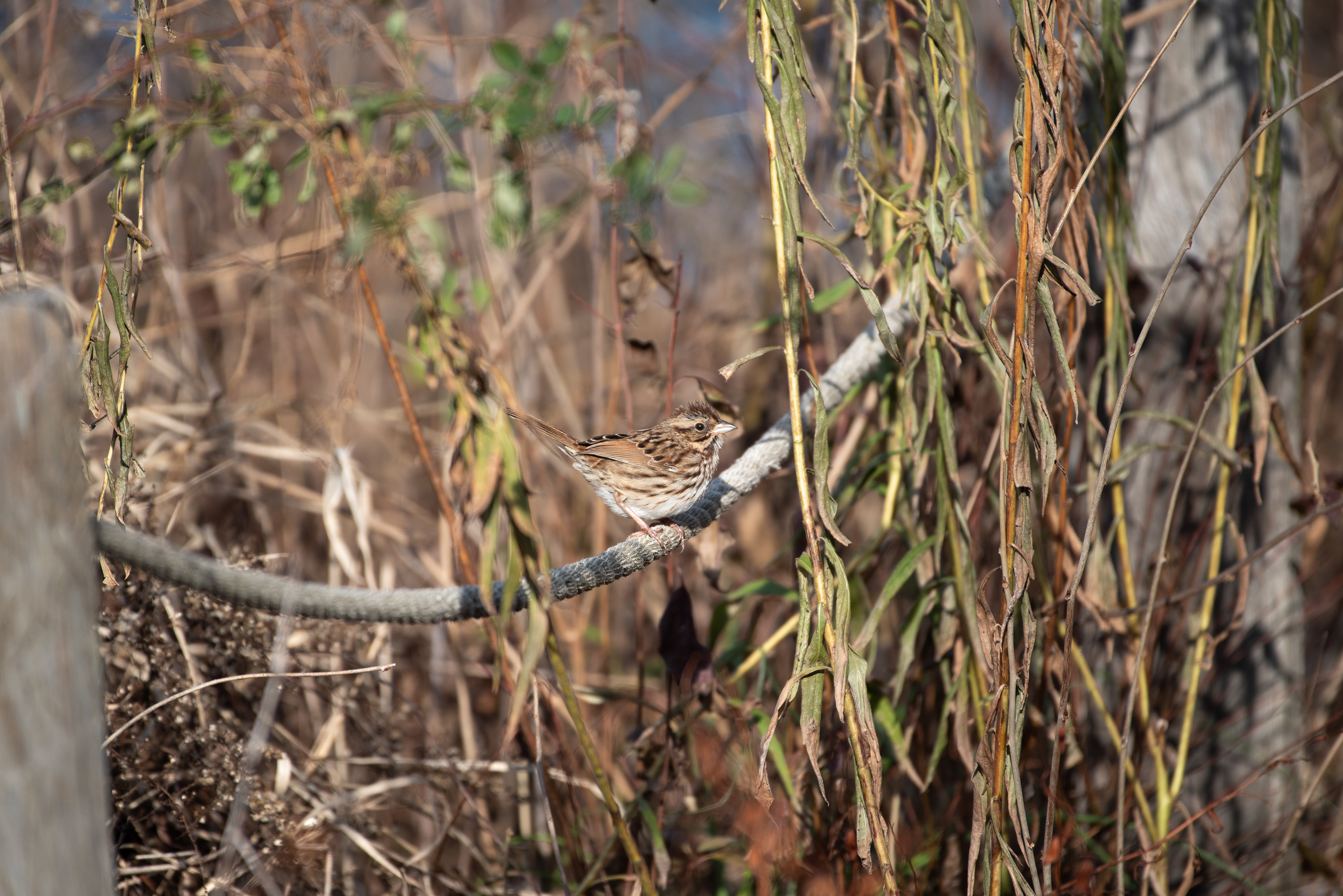 Song Sparrow Nov 24, 2022 Lord Stirling Park, NJ USA