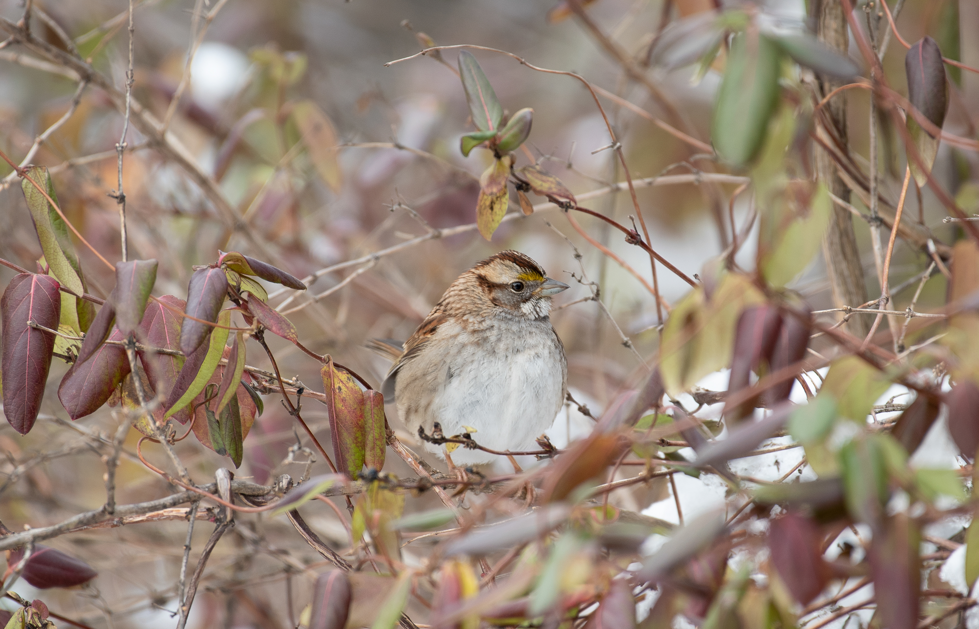 White Throated Sparrow Feb 3, 2021 Round Valley Reservoir, NJ USA