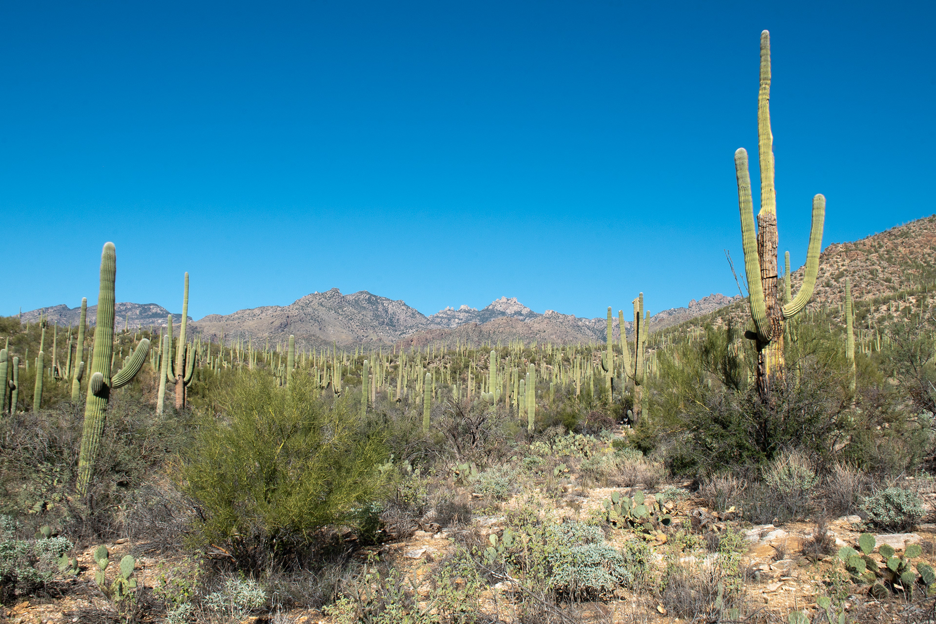 Sabino Canyon Nov 28, 2025 Tucson, AZ USA