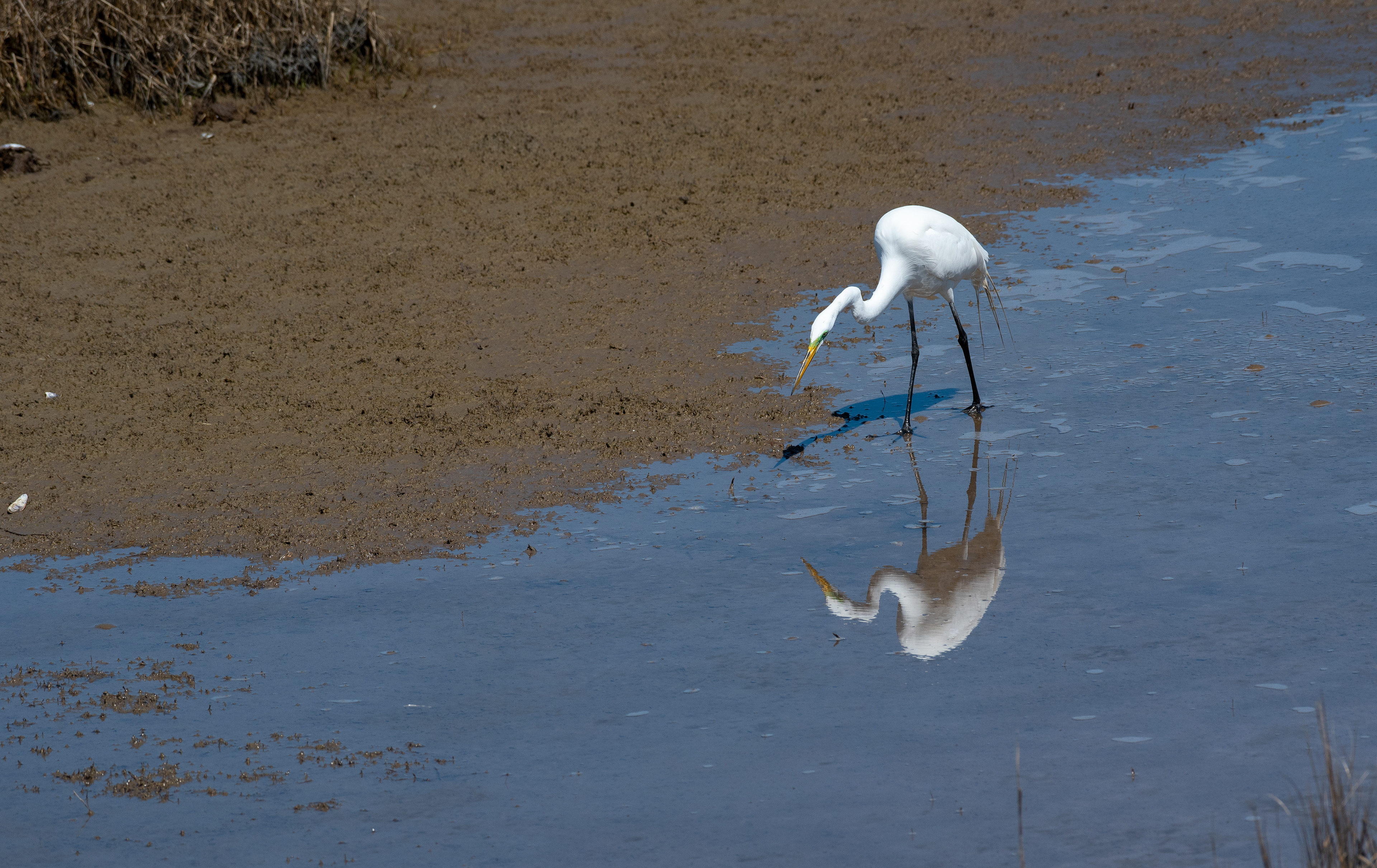 Great Egret Mar 30, 2021 Assateague Island, MD USA