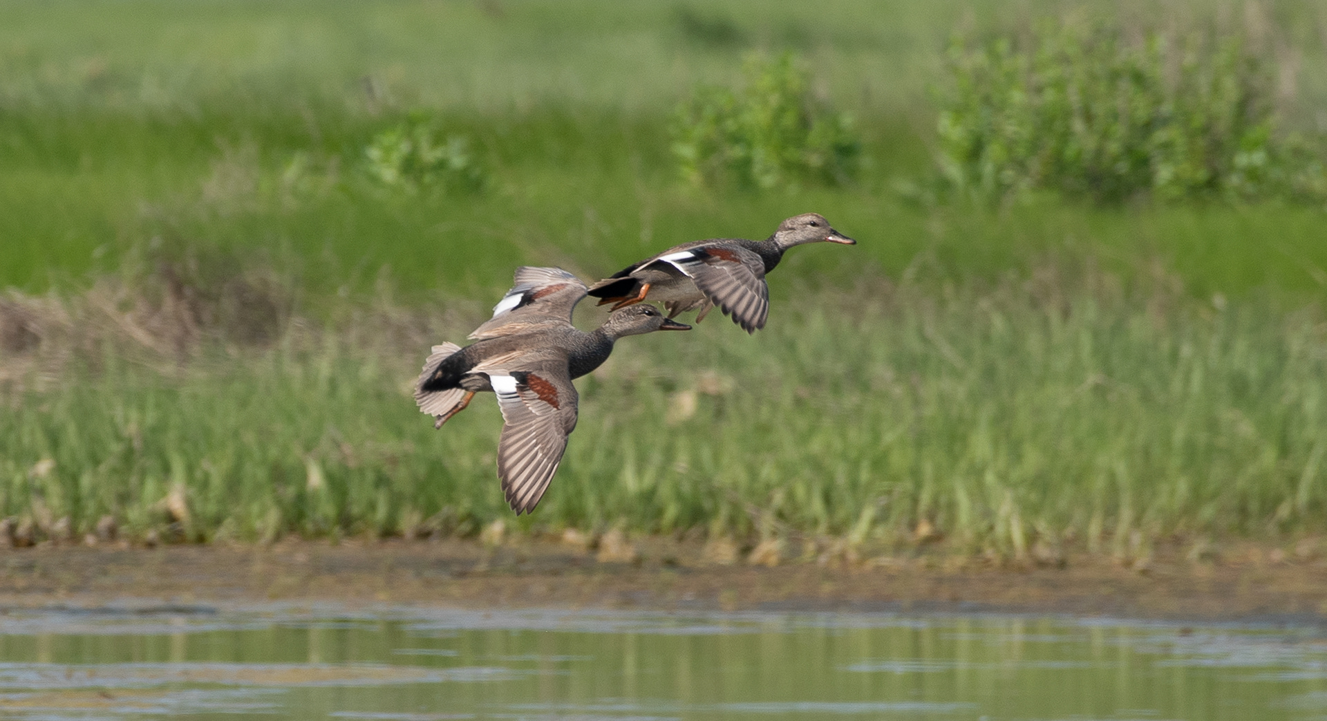 Gadwall Jun 5, 2025 Parker River NWR, MA USA