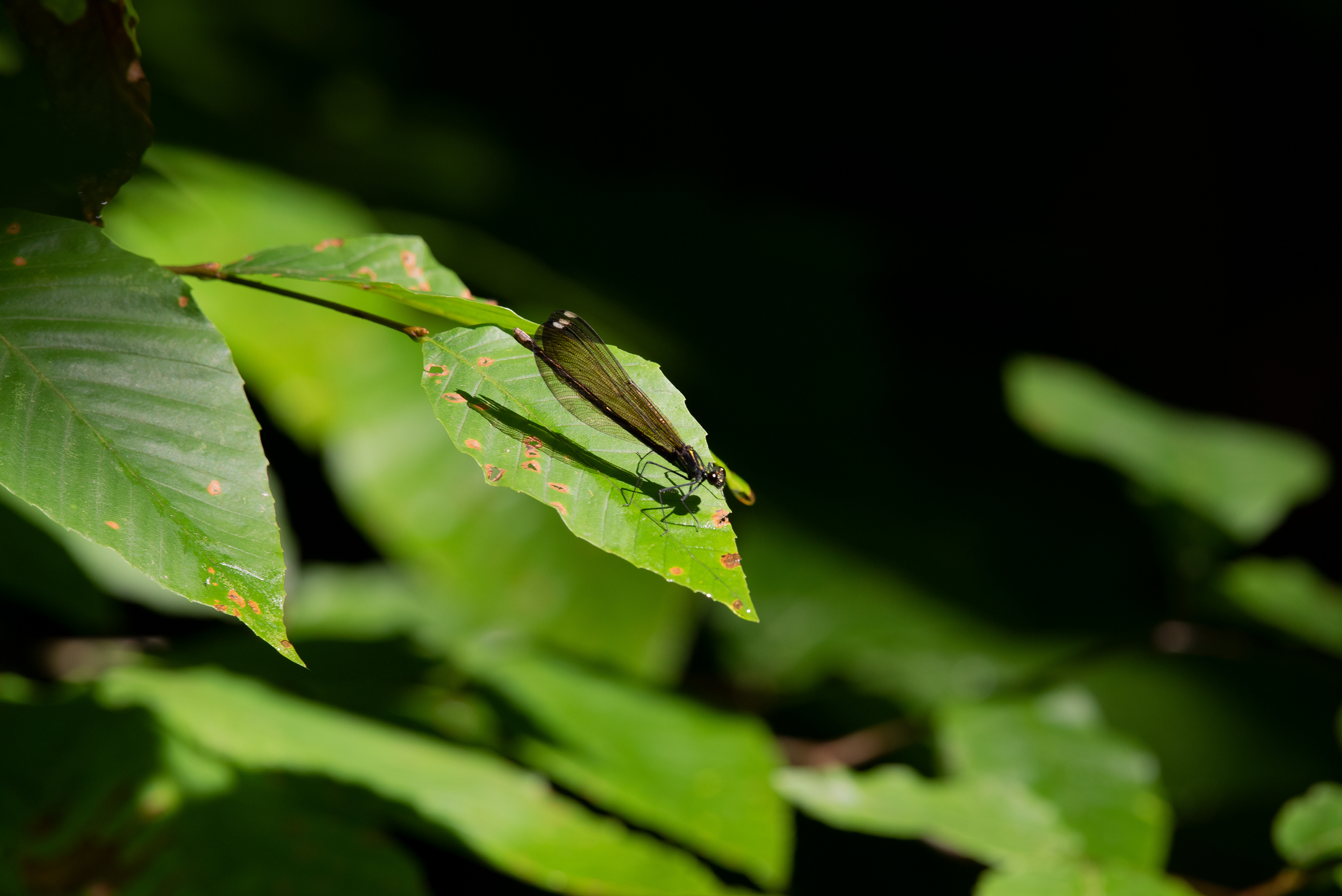 Ebony Jewelwing June 28, 2020 Scherman Hoffman Wildlife Sanctuary, NJ USA